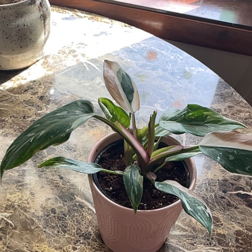 Photo of the plant species White Wizard by @SiarahSimone89 named Tupot amaroot on Greg, the plant care app