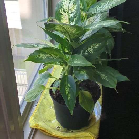 Photo of the plant species Dumb Cane by @YesMahoe52 named Remington on Greg, the plant care app