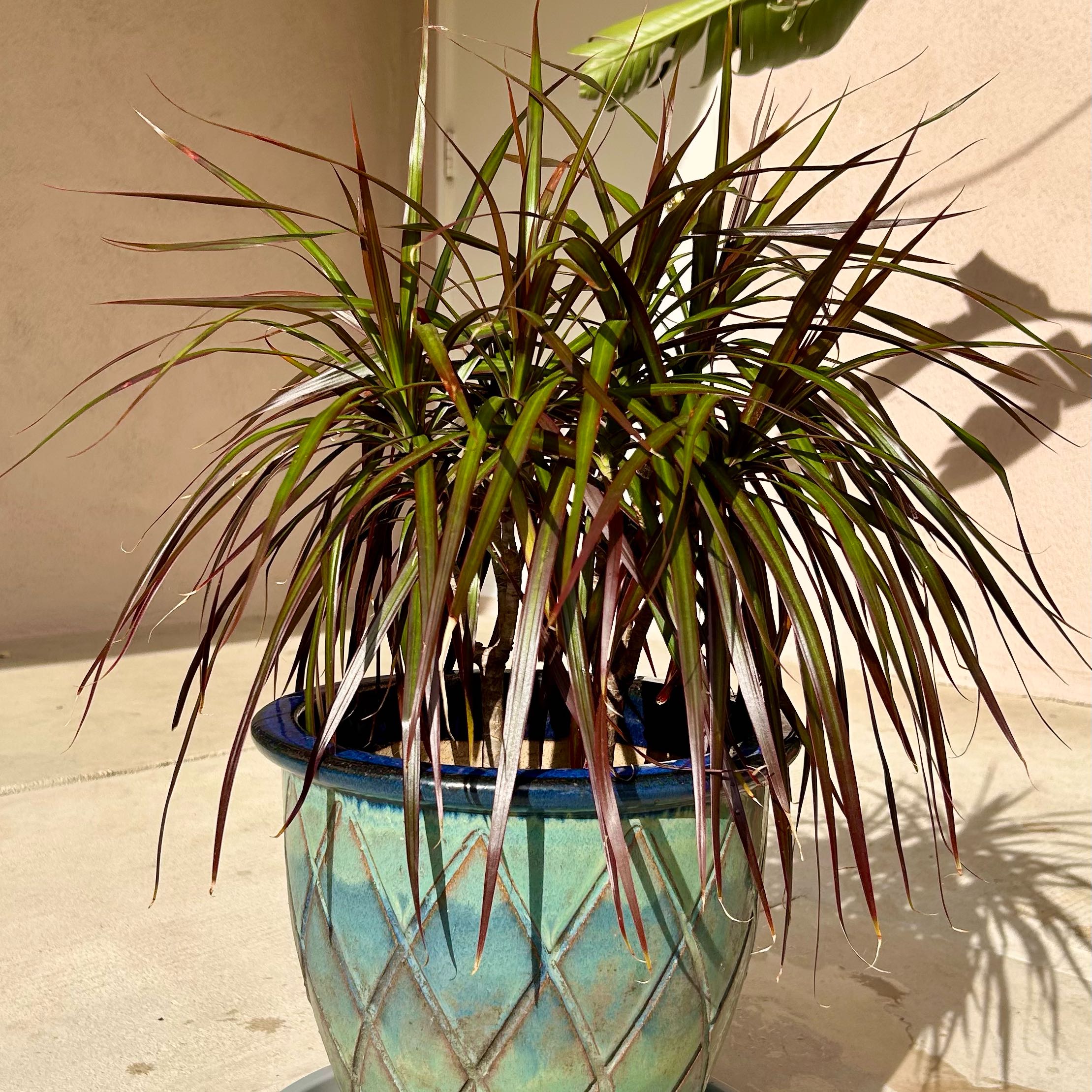 Photo of the plant species Dragon Tree by @SirSilkyoak22 named Punk Rock Girl on Greg, the plant care app