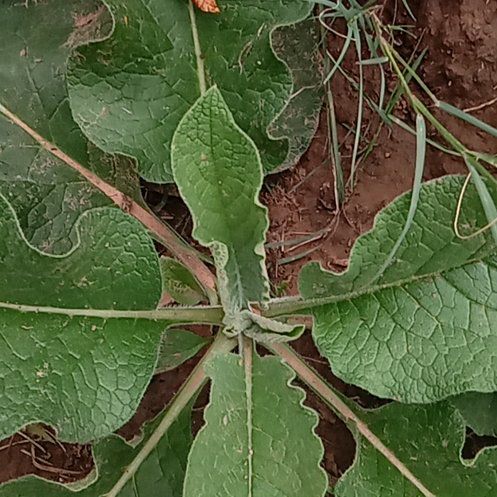 Photo of the plant species Mandrake by @RousingCacto7 named Eva on Greg, the plant care app