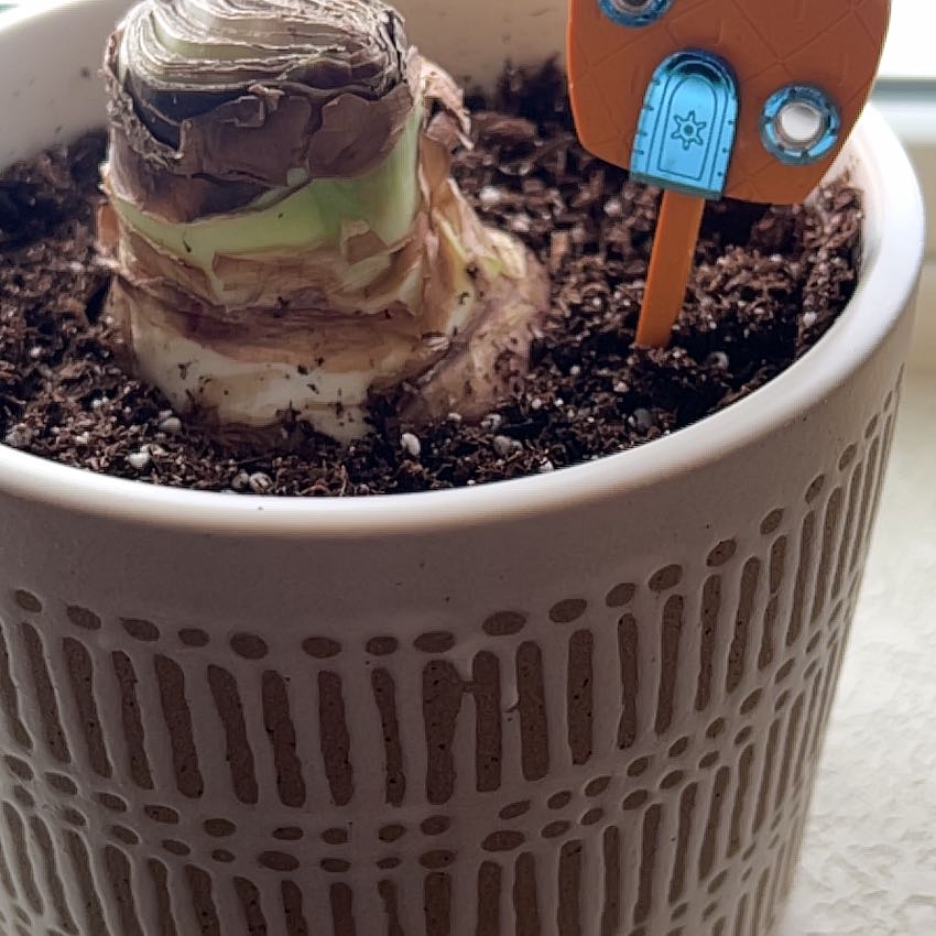 Photo of the plant species Amaryllis 'Red Pearl' by @TheCommonEmJ named Daphne on Greg, the plant care app