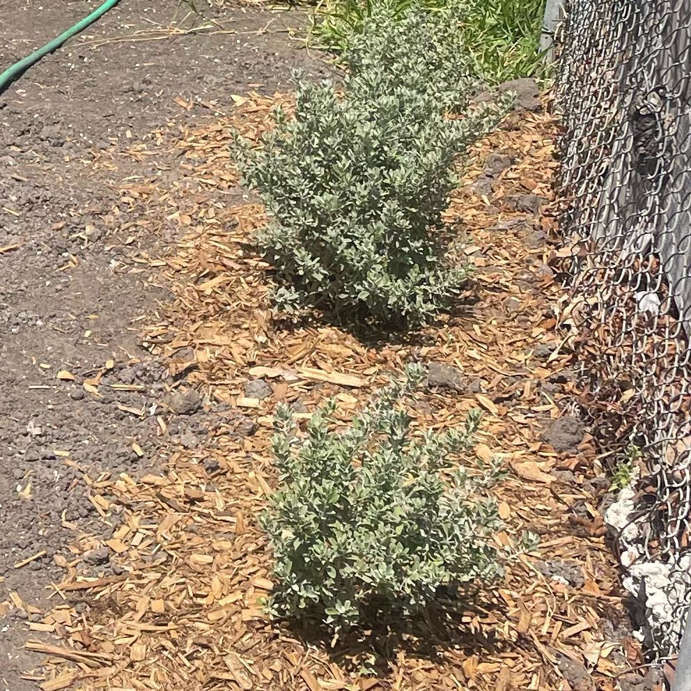 Photo of the plant species Texas Sage 'Desperado' by @DeftSainfoin61 named Curie on Greg, the plant care app