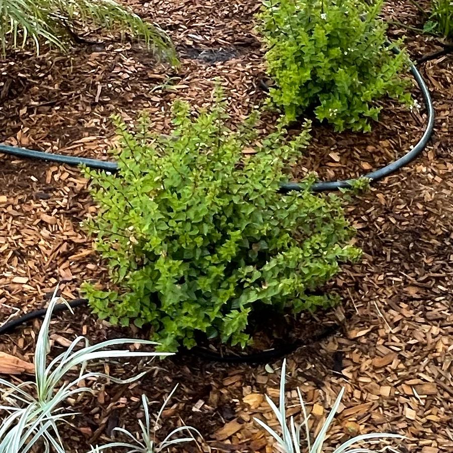 Photo of the plant species Dwarf Glossy Abelia by @DeftSainfoin61 named Anne on Greg, the plant care app