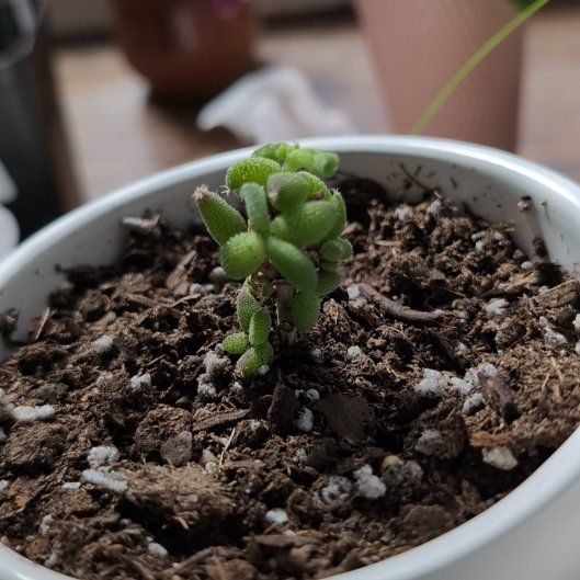 Photo of the plant species Drosanthemum laxum by @Dio named Nemo on Greg, the plant care app