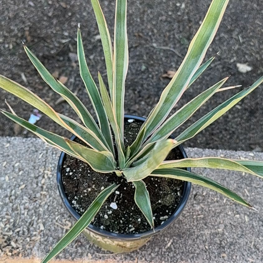 Photo of the plant species Variegated Mound Lily by @AceHorsemint61 named Sol on Greg, the plant care app