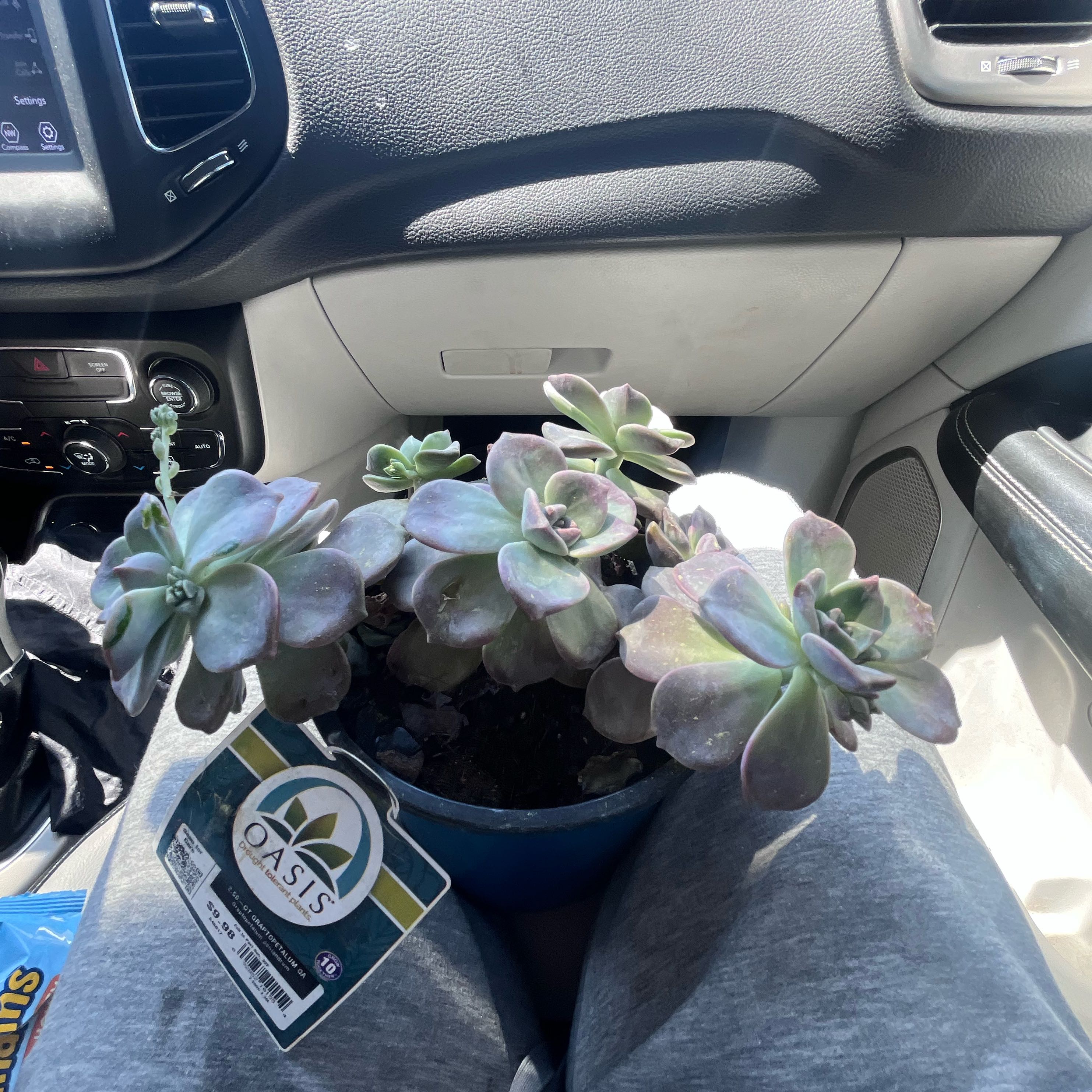 Photo of the plant species Graptopetalum pentandrum 'Murasaki' by @ModestMum42 named Margrot on Greg, the plant care app