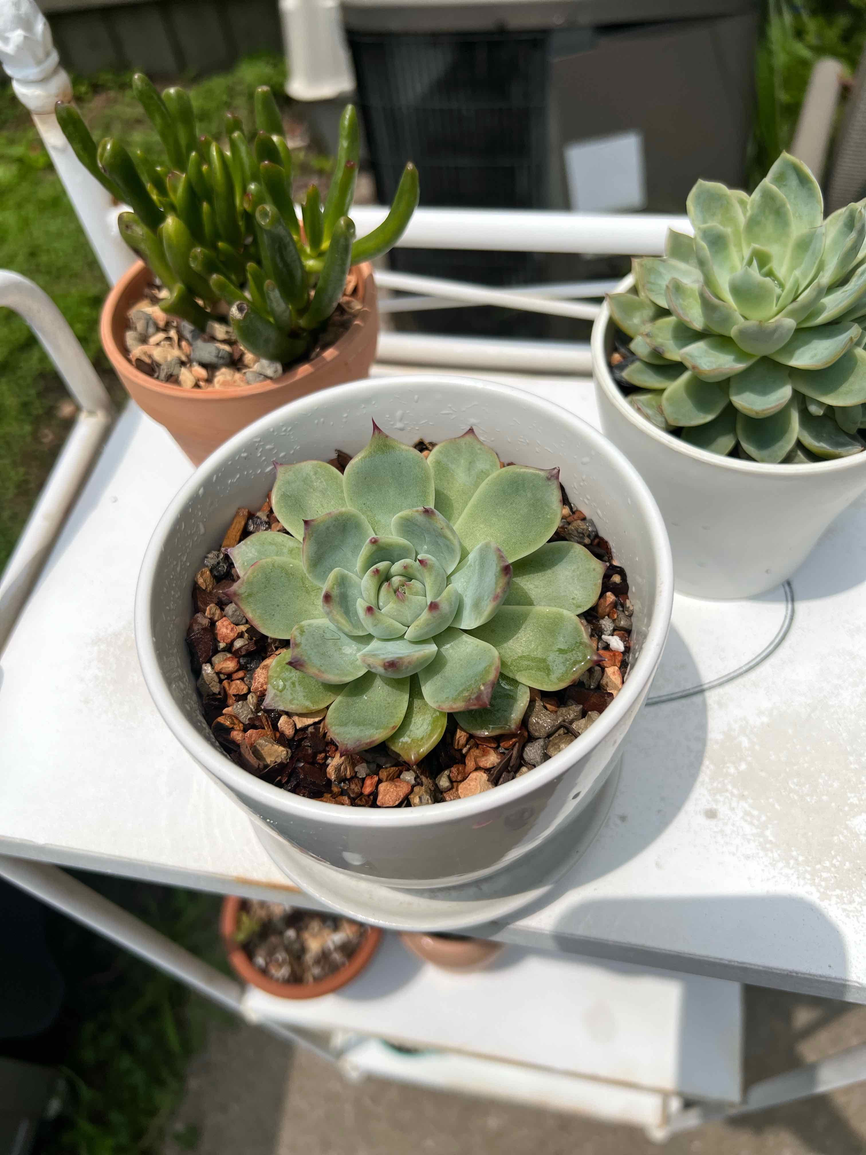 Potted Echeveria colorata plant on a white shelf, with soil visible.