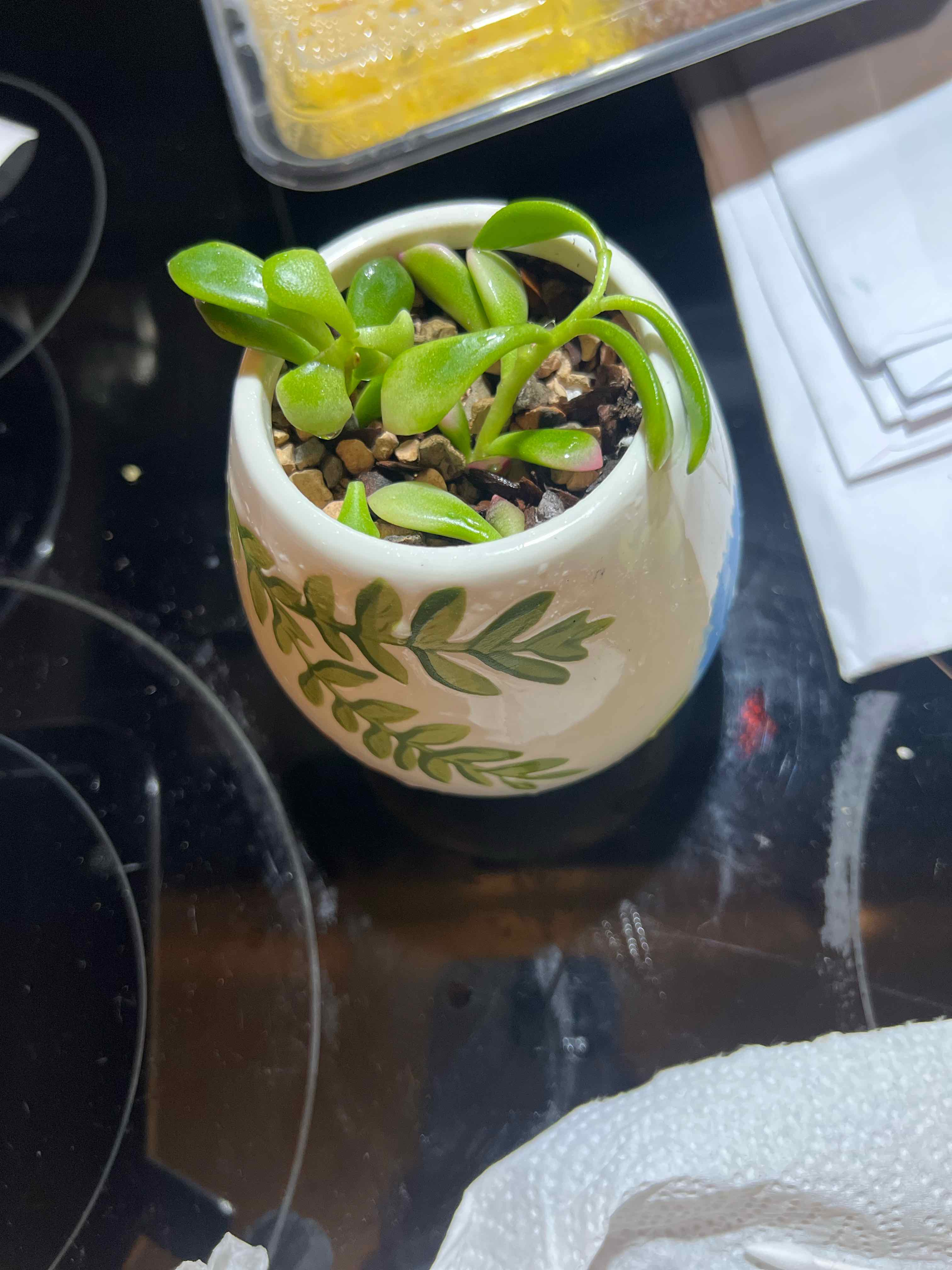 Anacampseros 'Sunrise' plant in a decorative pot with visible soil and healthy green leaves.