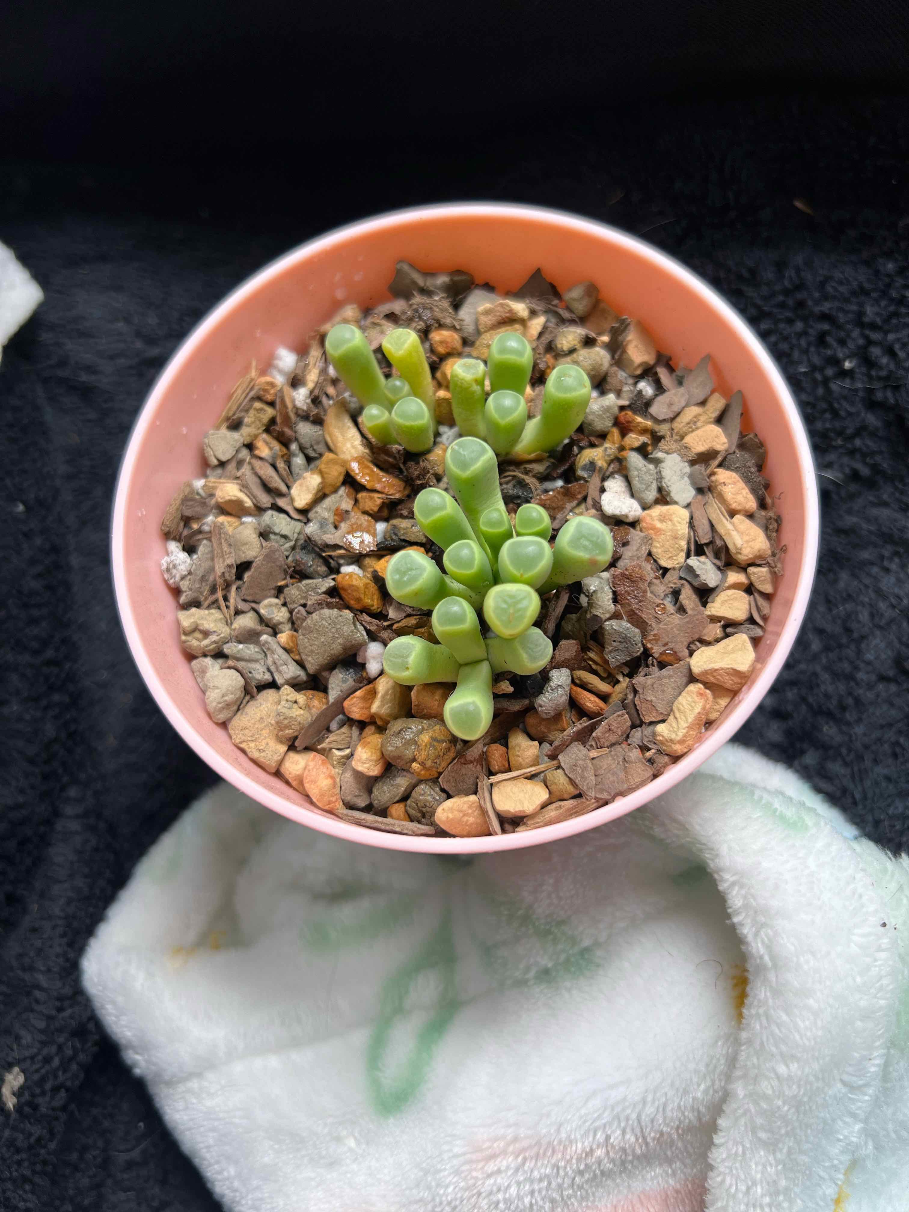 Baby Toes plant (Fenestraria rhopalophylla) in a pot with rocky soil, appearing healthy.