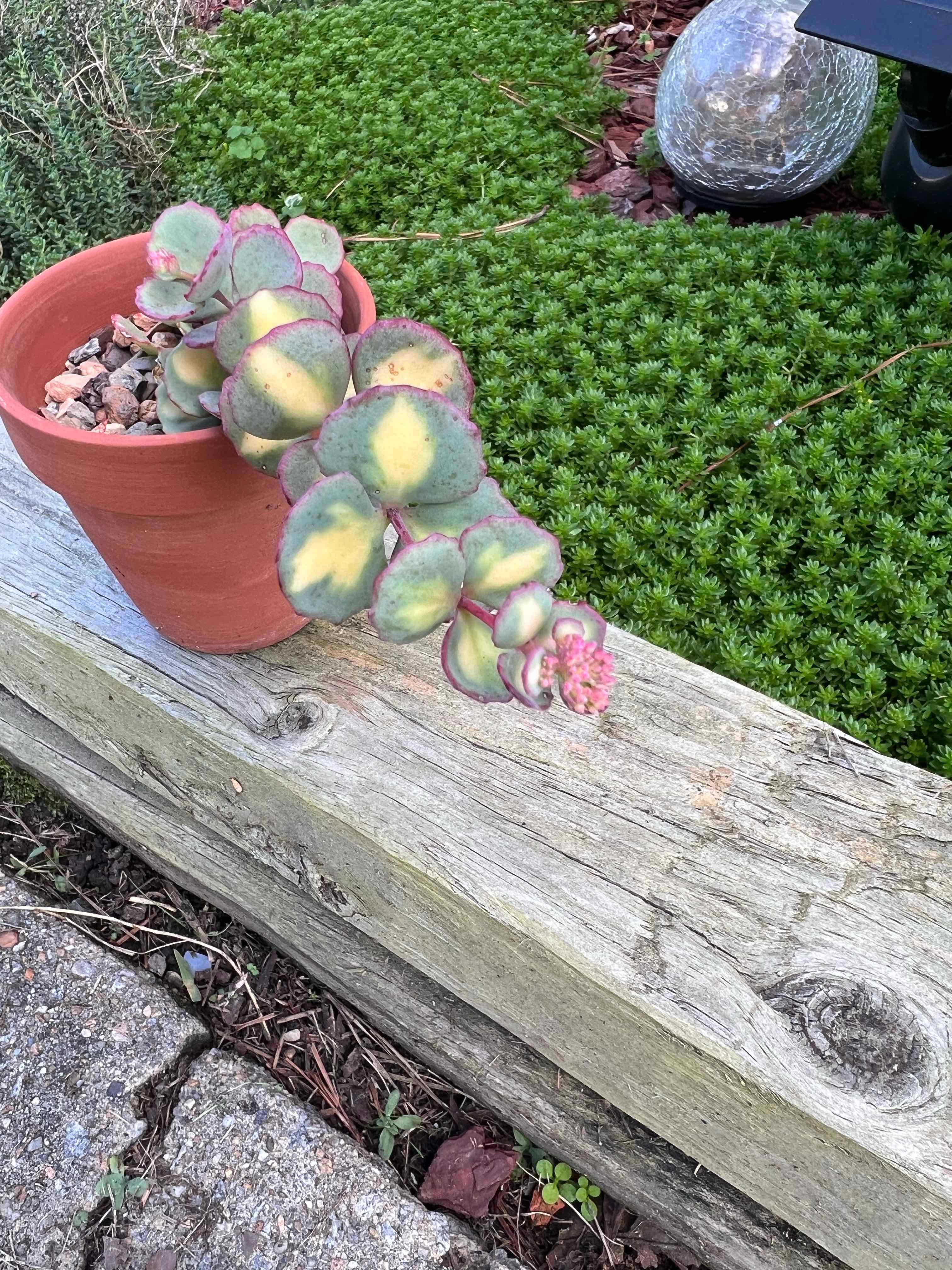 Photo of the plant species Hylotelephium sieboldii 'Variegatum' by @theplantymammy named Sedum Sieboldii on Greg, the plant care app