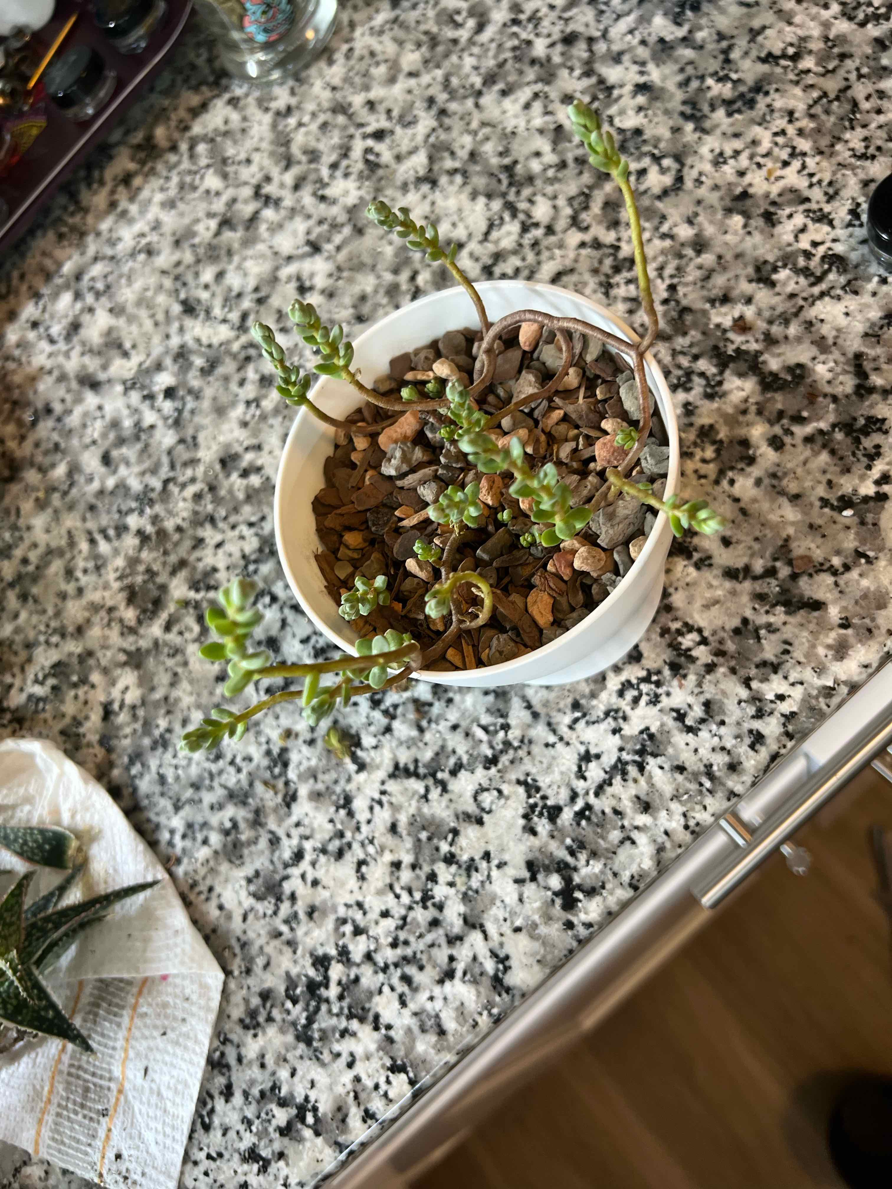Photo of the plant species Sedum oaxacanum by @theplantymammy named Oaxacanum on Greg, the plant care app