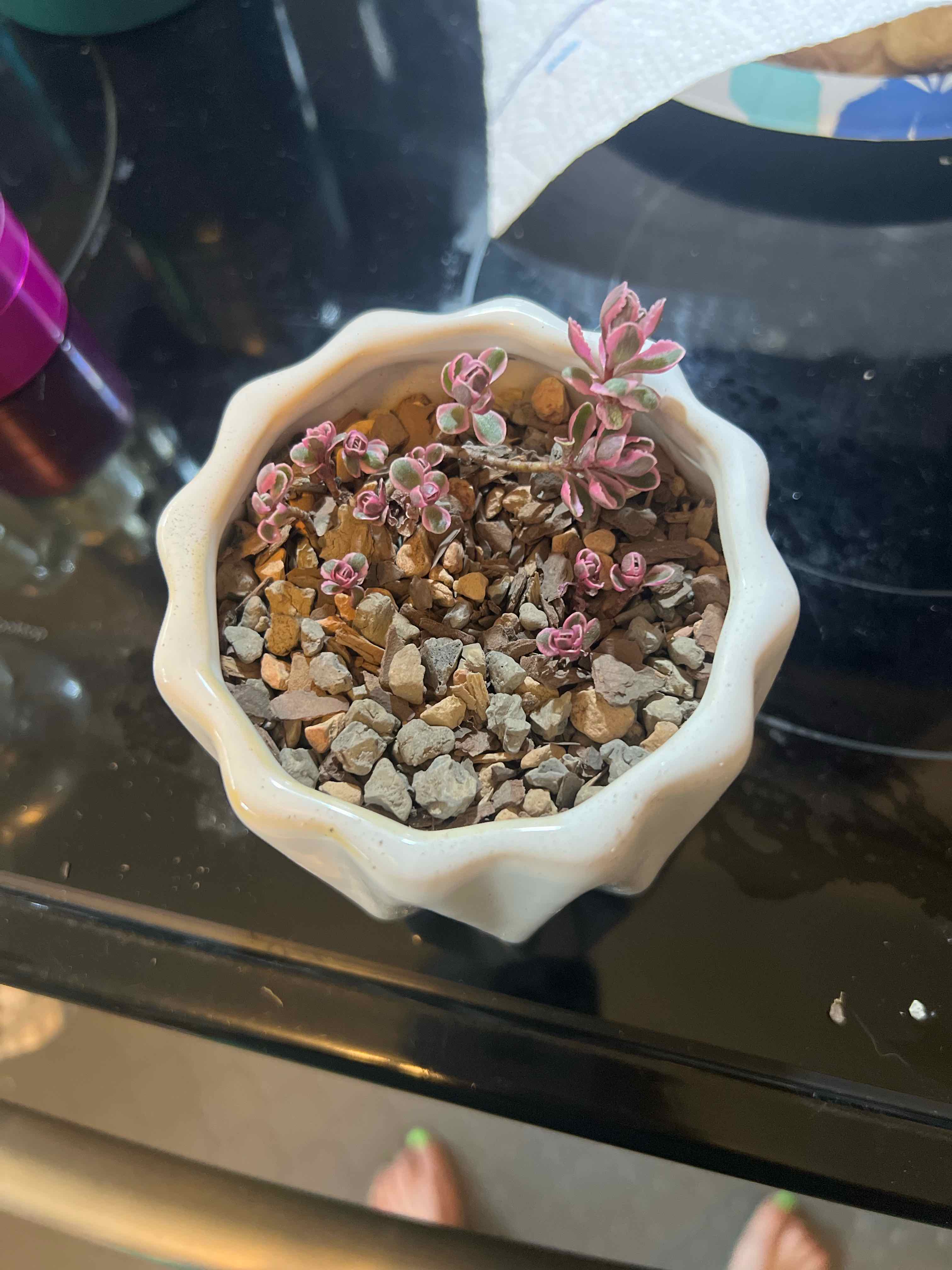 Photo of the plant species Tricolor Stonecrop by @theplantymammy named Tricolor on Greg, the plant care app