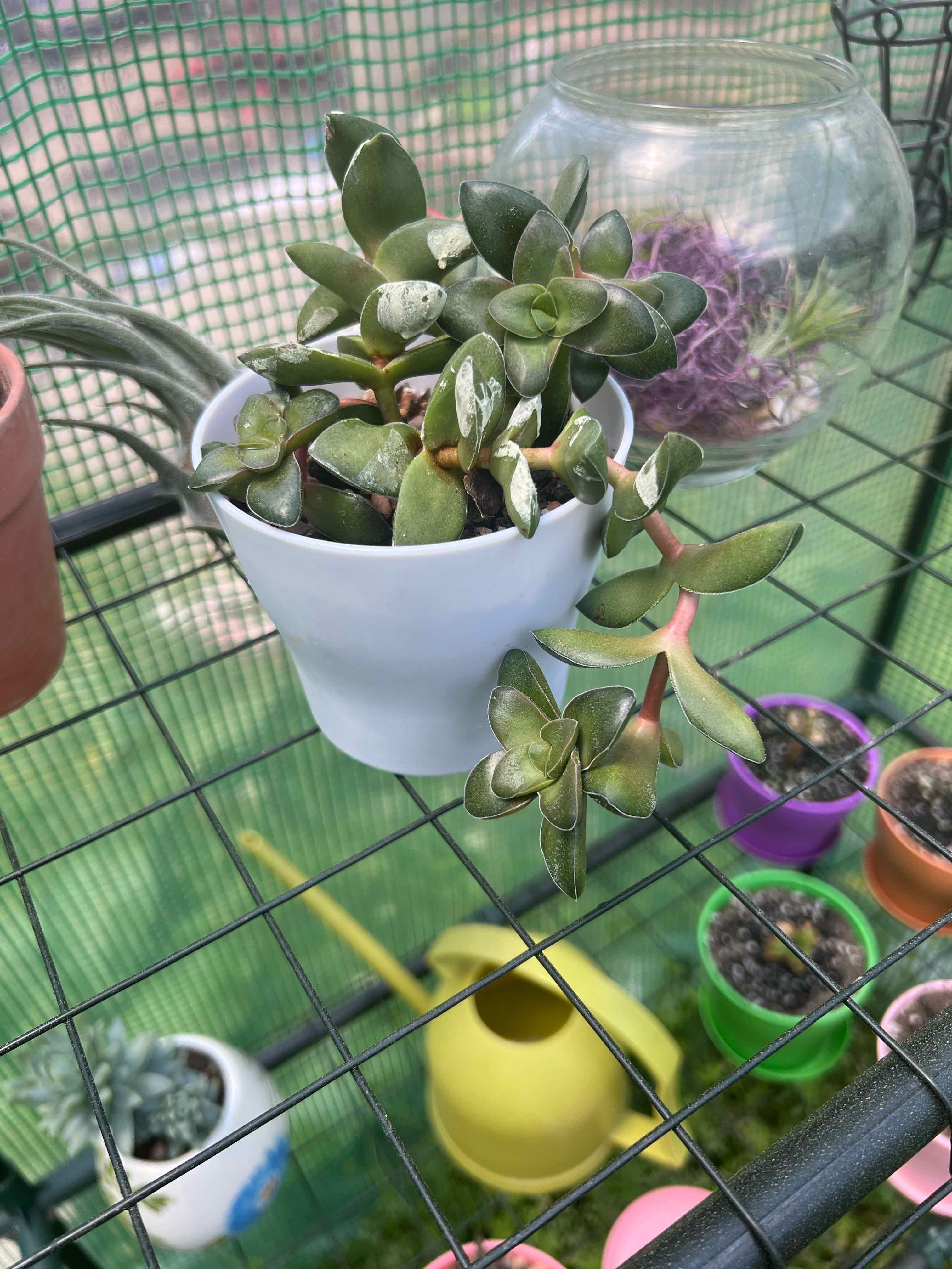 Crassula 'Springtime' plant in a white pot with other plants and gardening tools in the background.