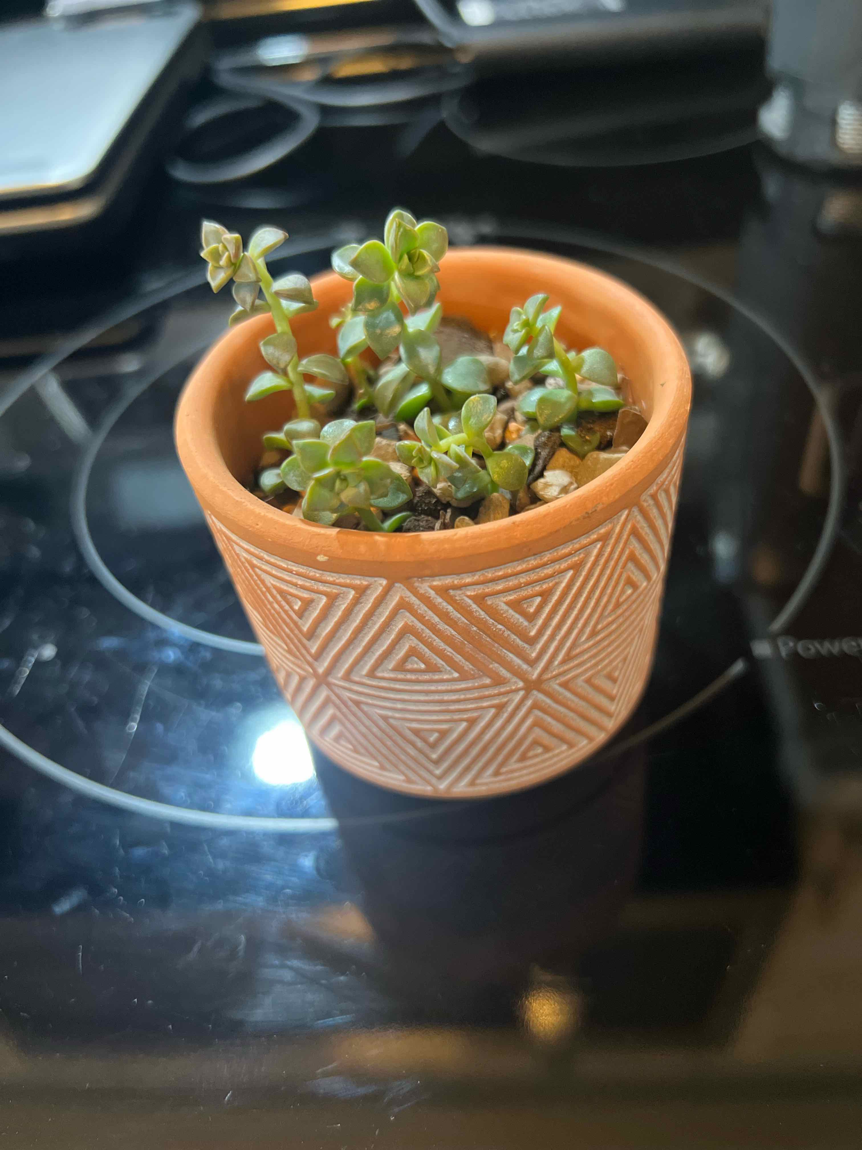 Small potted Graptosedum 'Alpenglow' plant in a decorative terracotta pot on a dark surface.