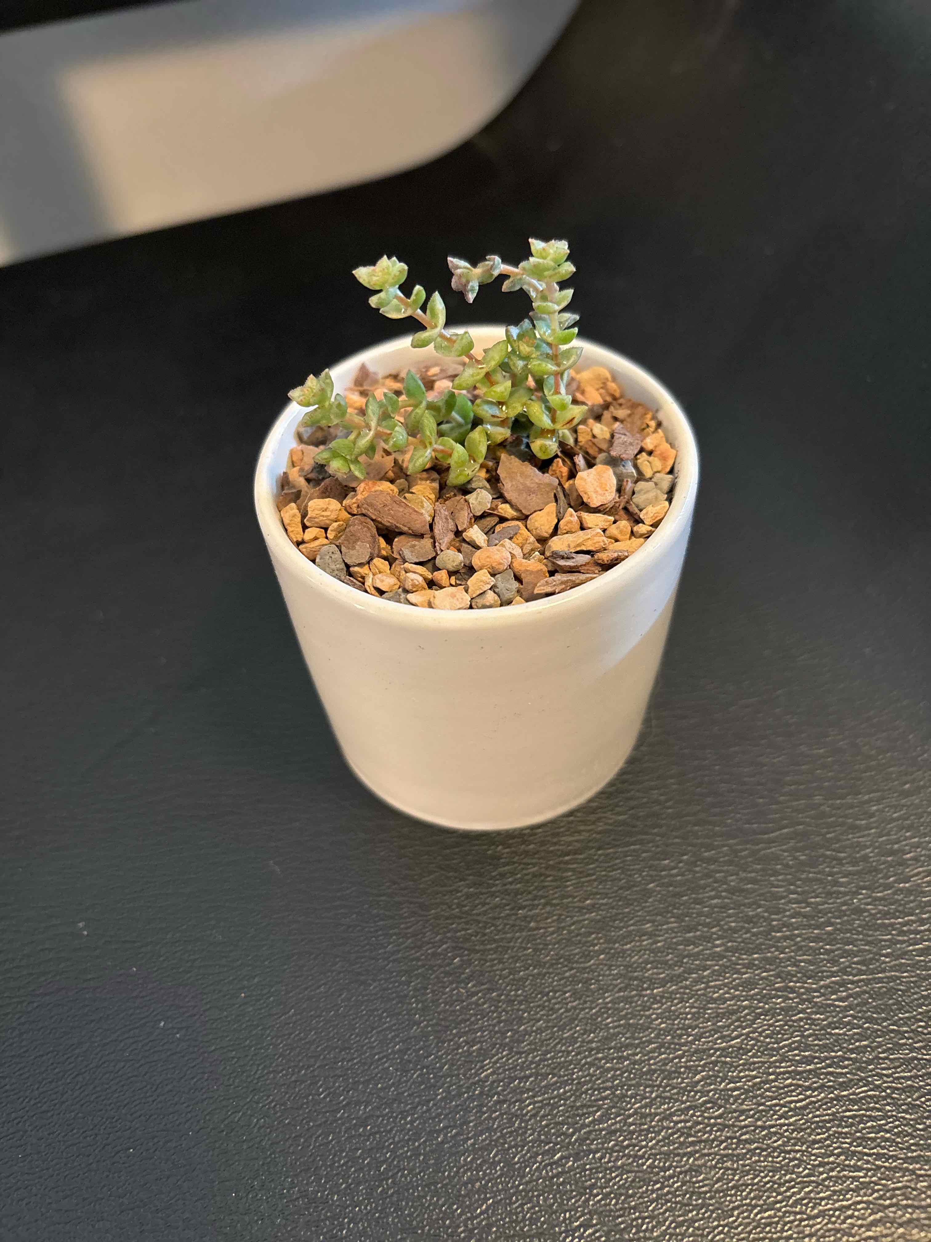 Photo of the plant species Variegated Tom Thumb Crassula by @theplantymammy named Tommy Thumb on Greg, the plant care app