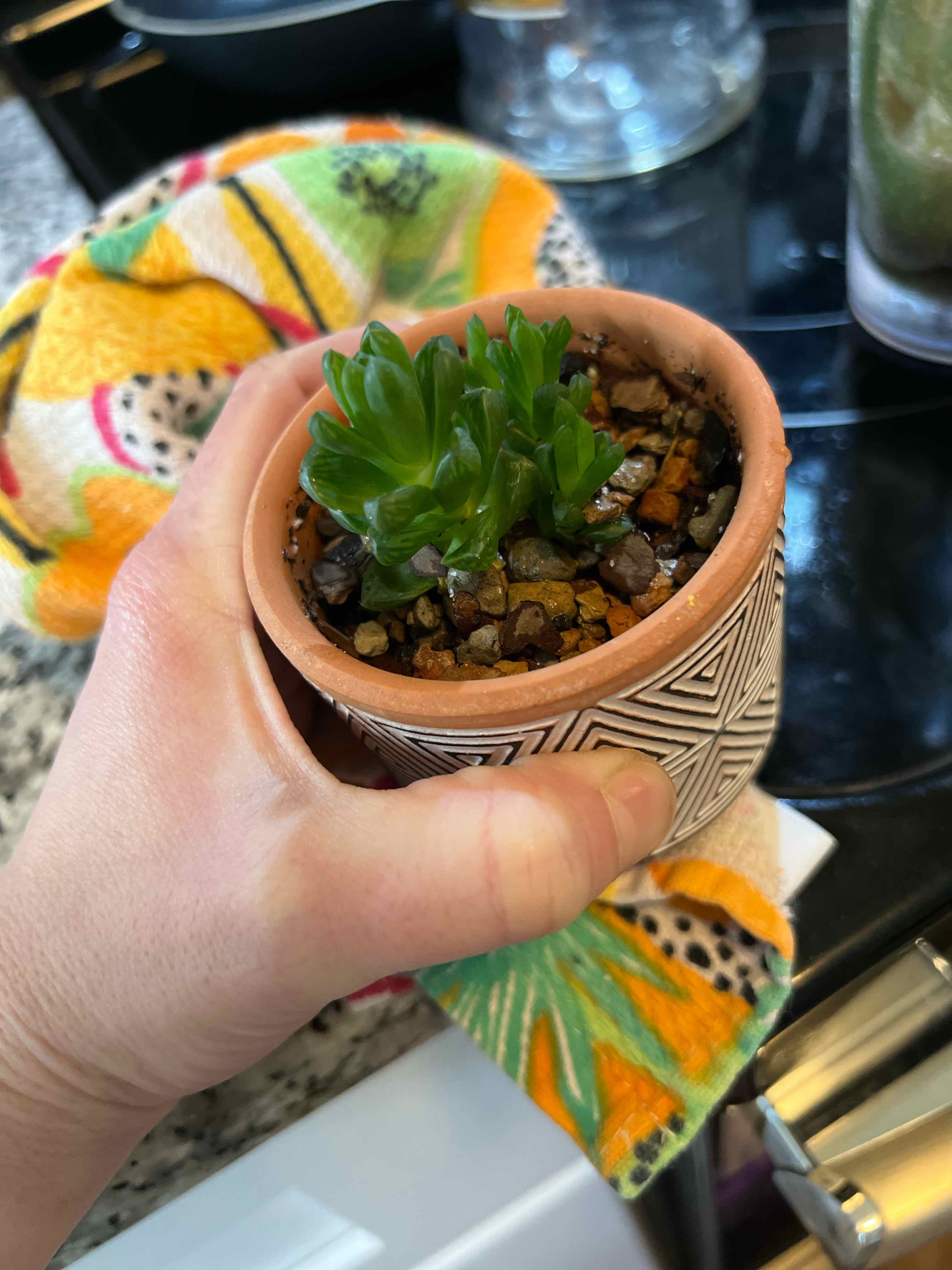 A healthy Cathedral Window Haworthia plant in a patterned pot, held by a hand.