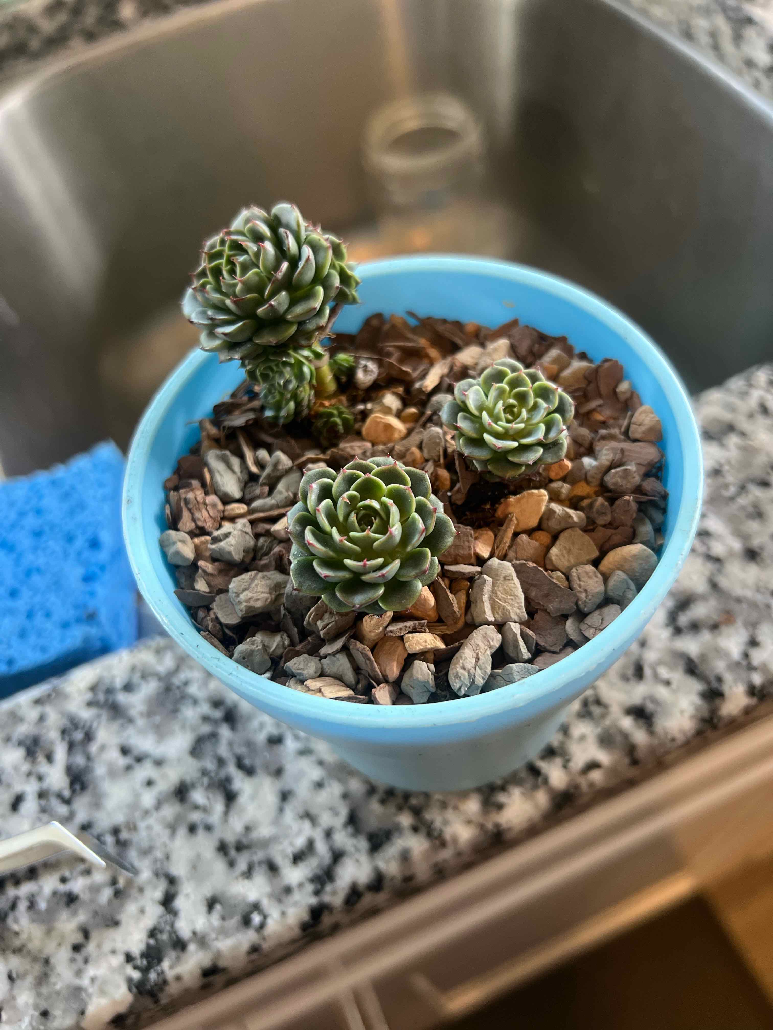 Potted Miniature Echeveria plant with three rosettes in a blue pot, placed on a kitchen counter.