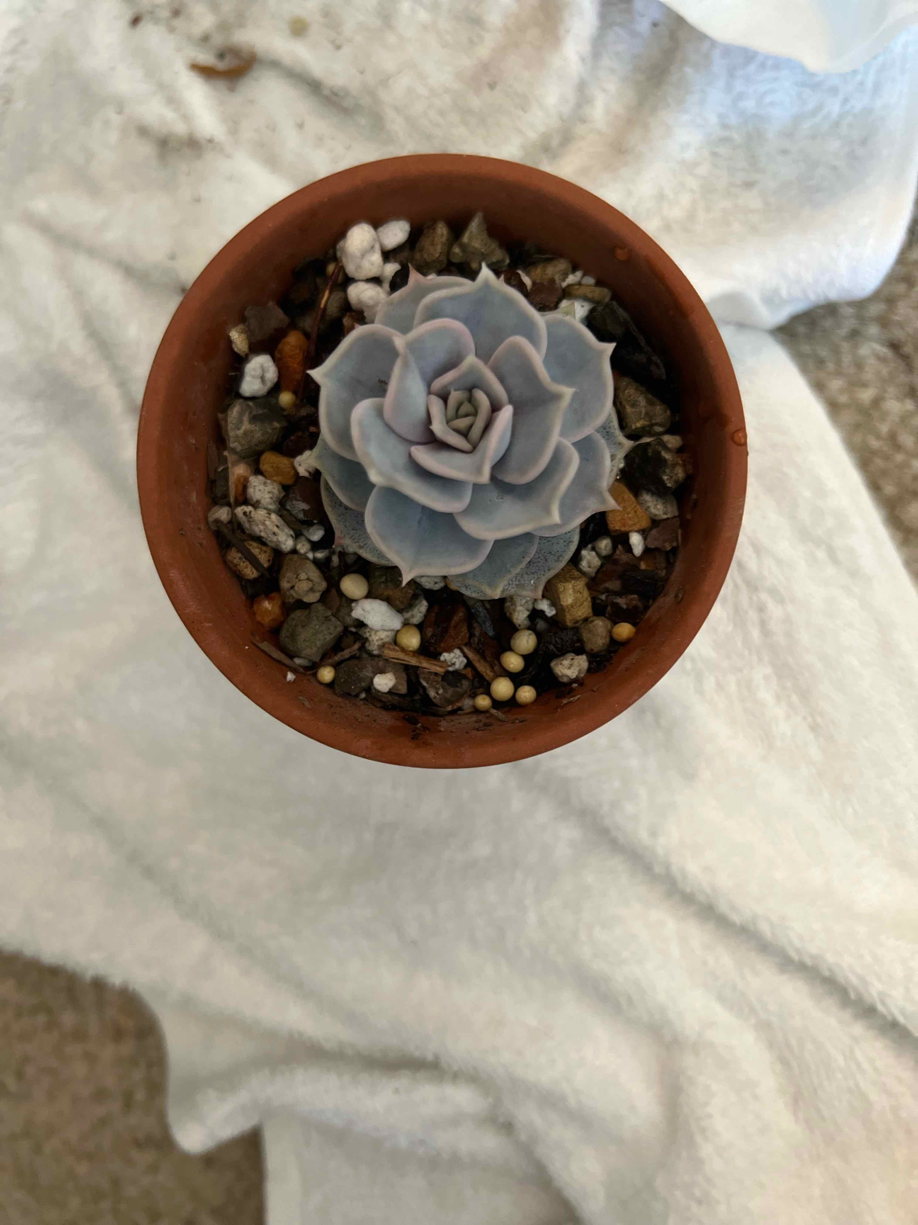 Potted Ghost Echeveria succulent with bluish-gray rosette leaves.