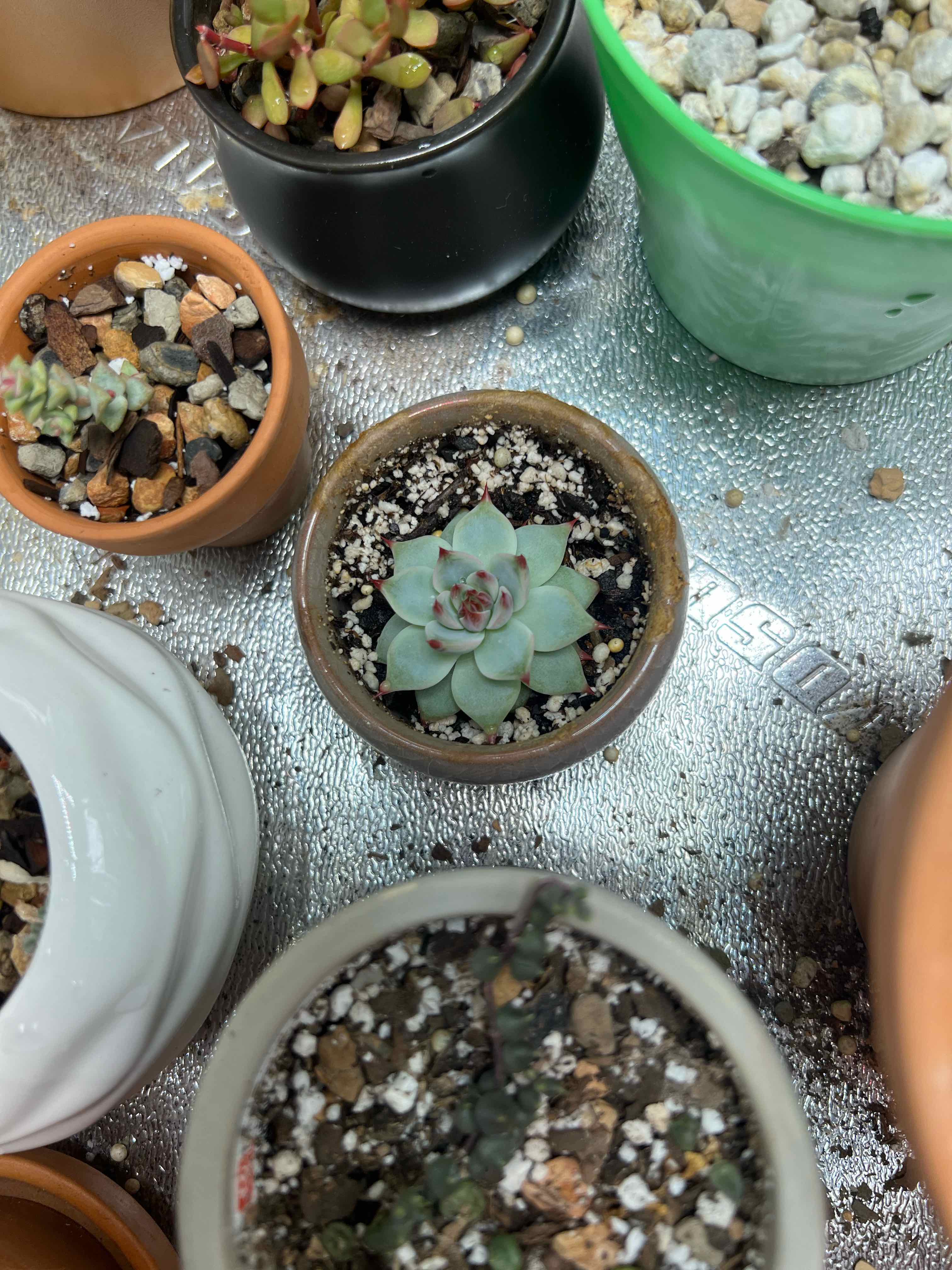 Image of a healthy Echeveria colorata succulent in a pot, surrounded by other potted plants.