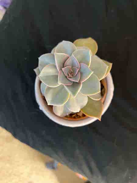 Photo of the plant species Graptoveria 'Douglas Huth' by Mooreplantspls named Douglas Huth on Greg, the plant care app