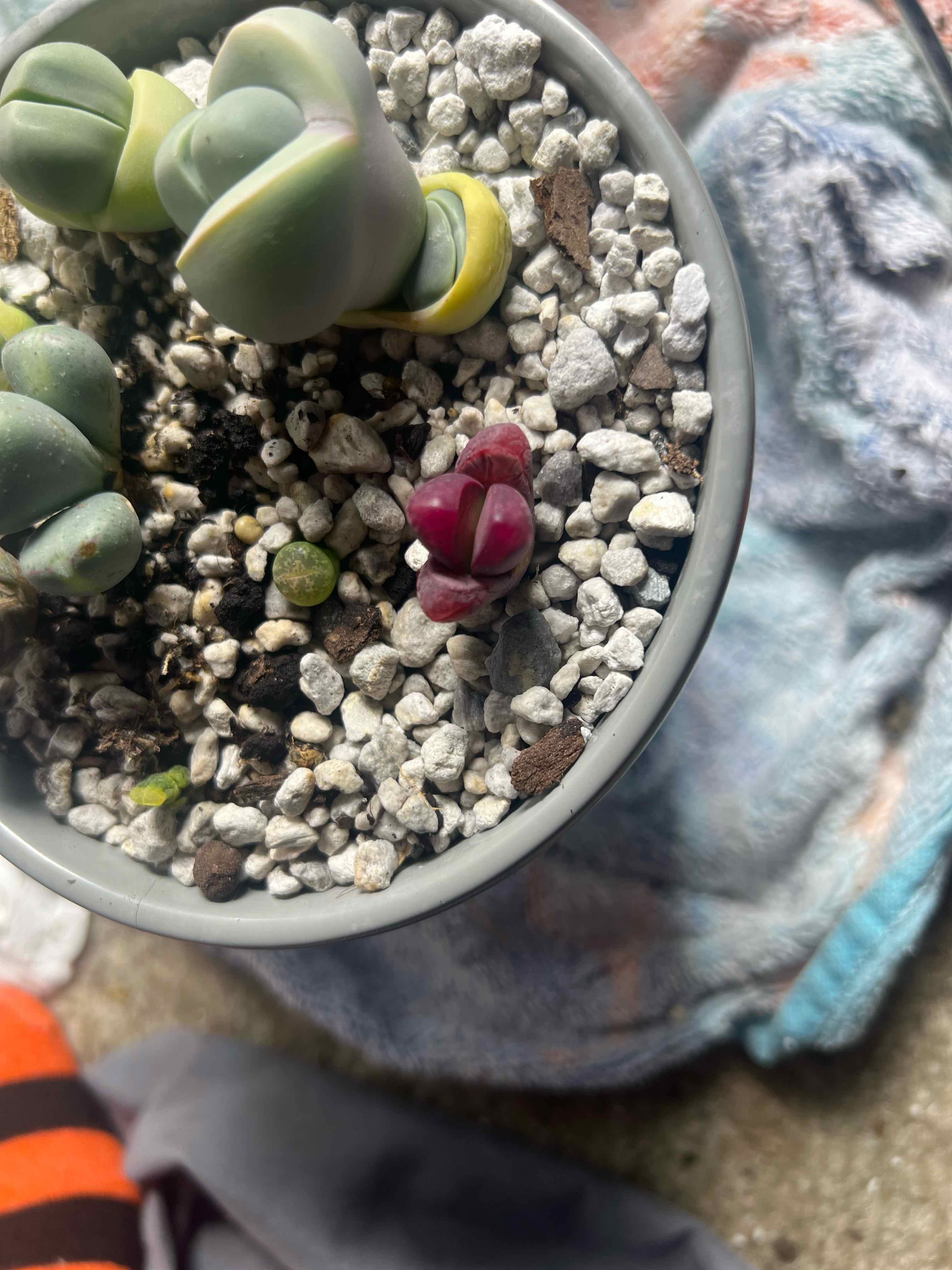 Potted Rubra Lithops with visible soil and slight yellowing on one plant.