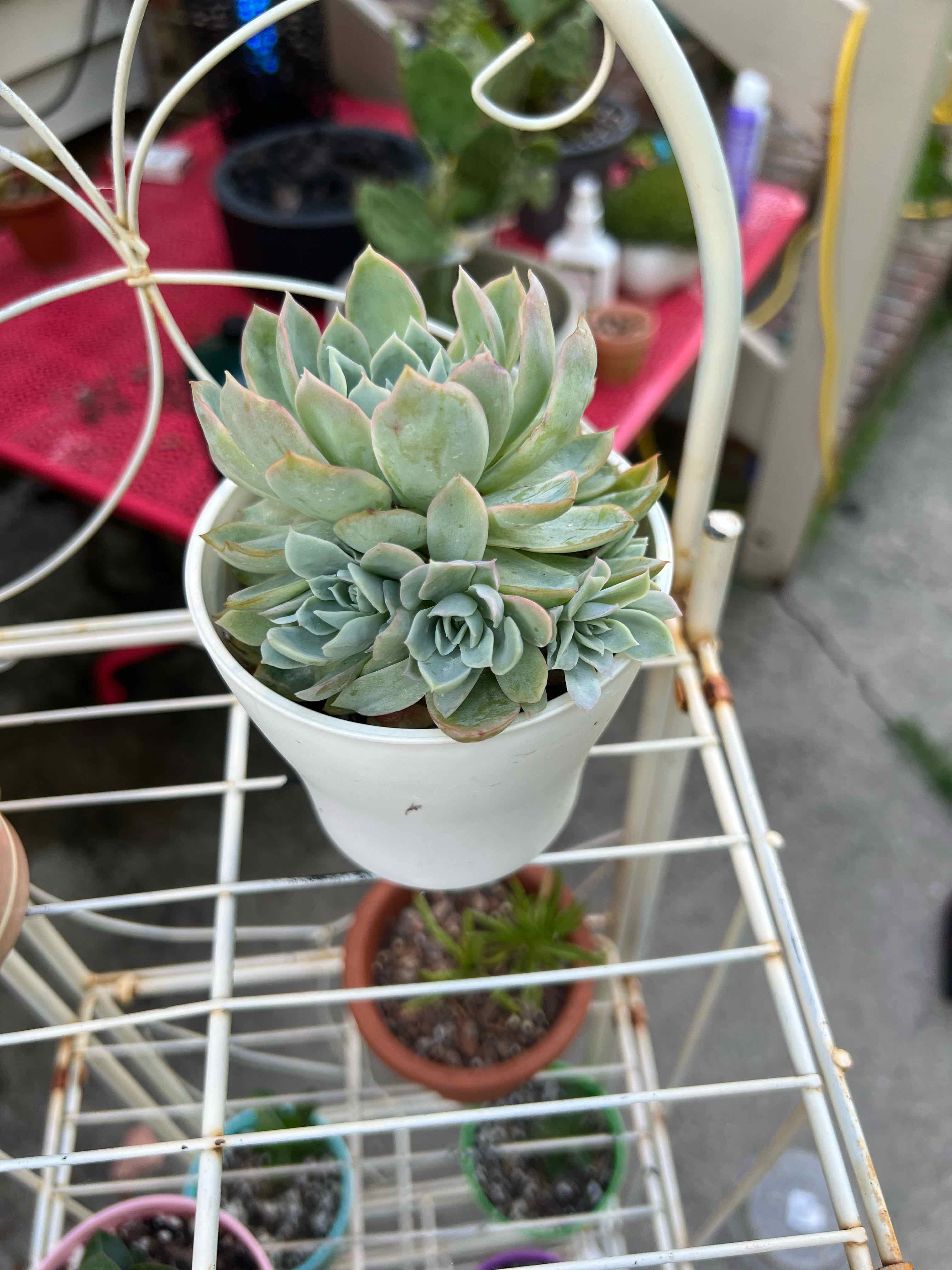 Potted Violet Queen Hens and Chicks succulent on a metal rack with other plants in the background.