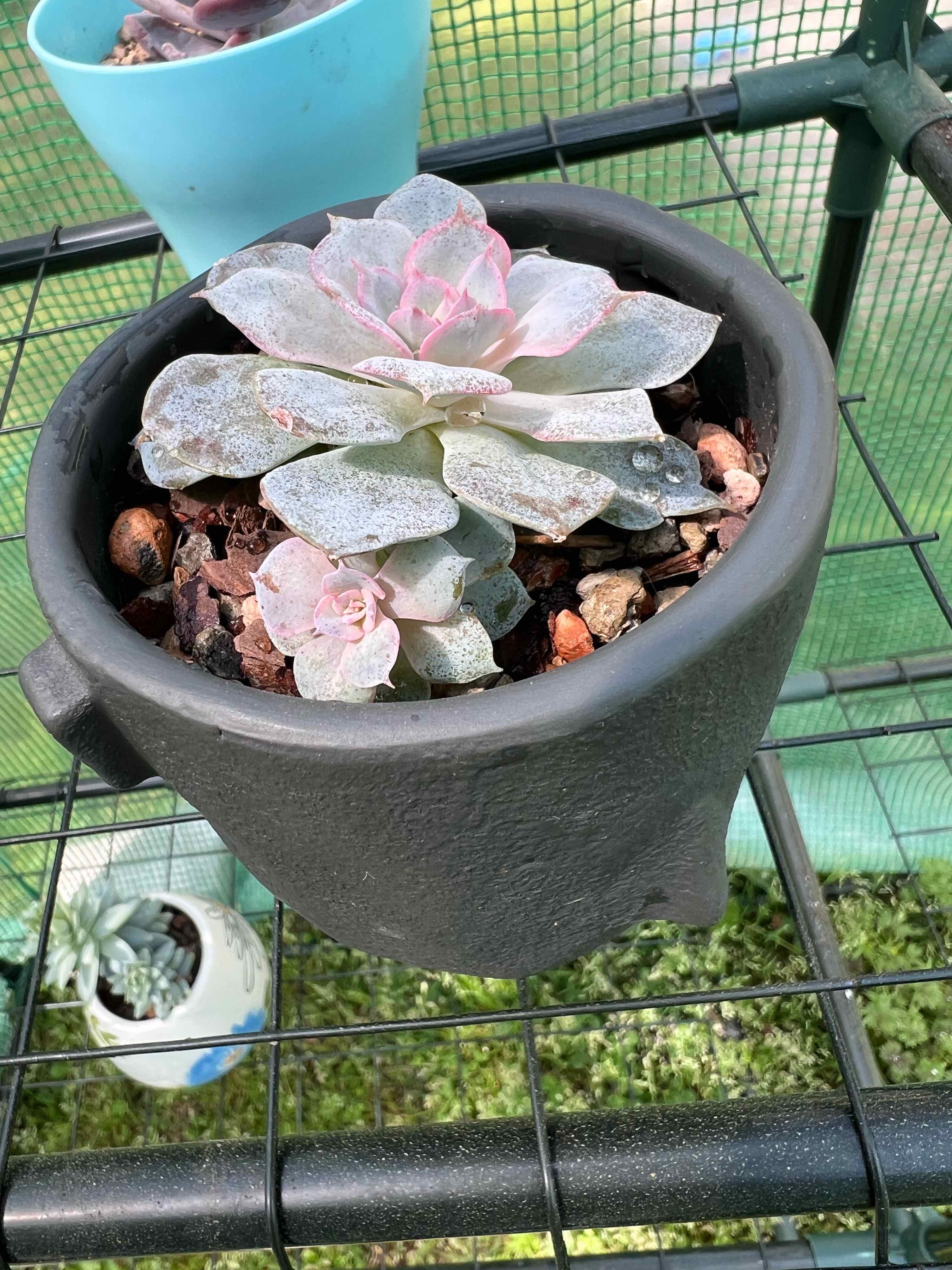 Echeveria 'Morning Beauty' succulent in a black pot with healthy leaves and slight pinkish hue.