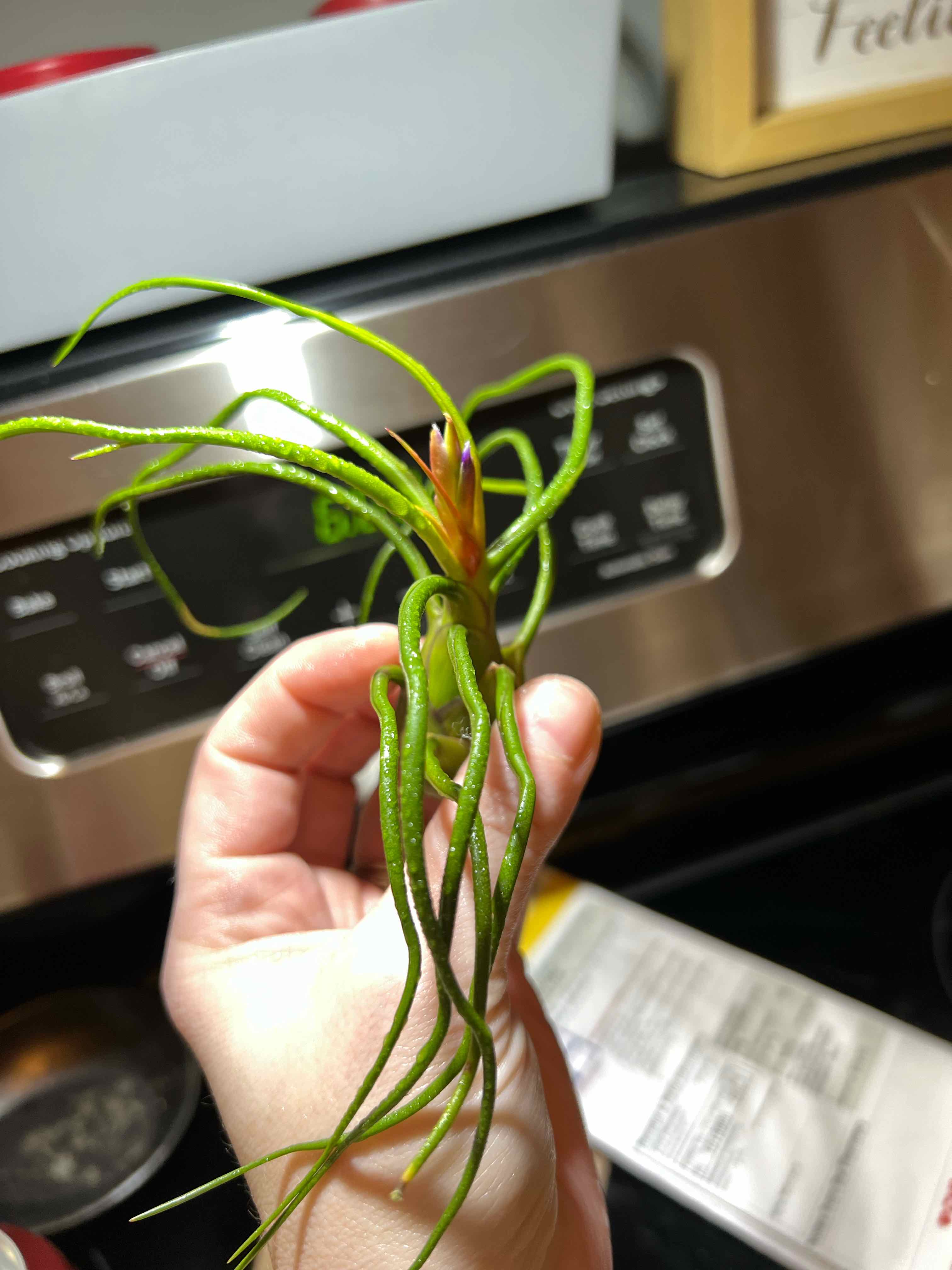 Bulbosa Air Plant held by a hand, with a central bud indicating flowering.