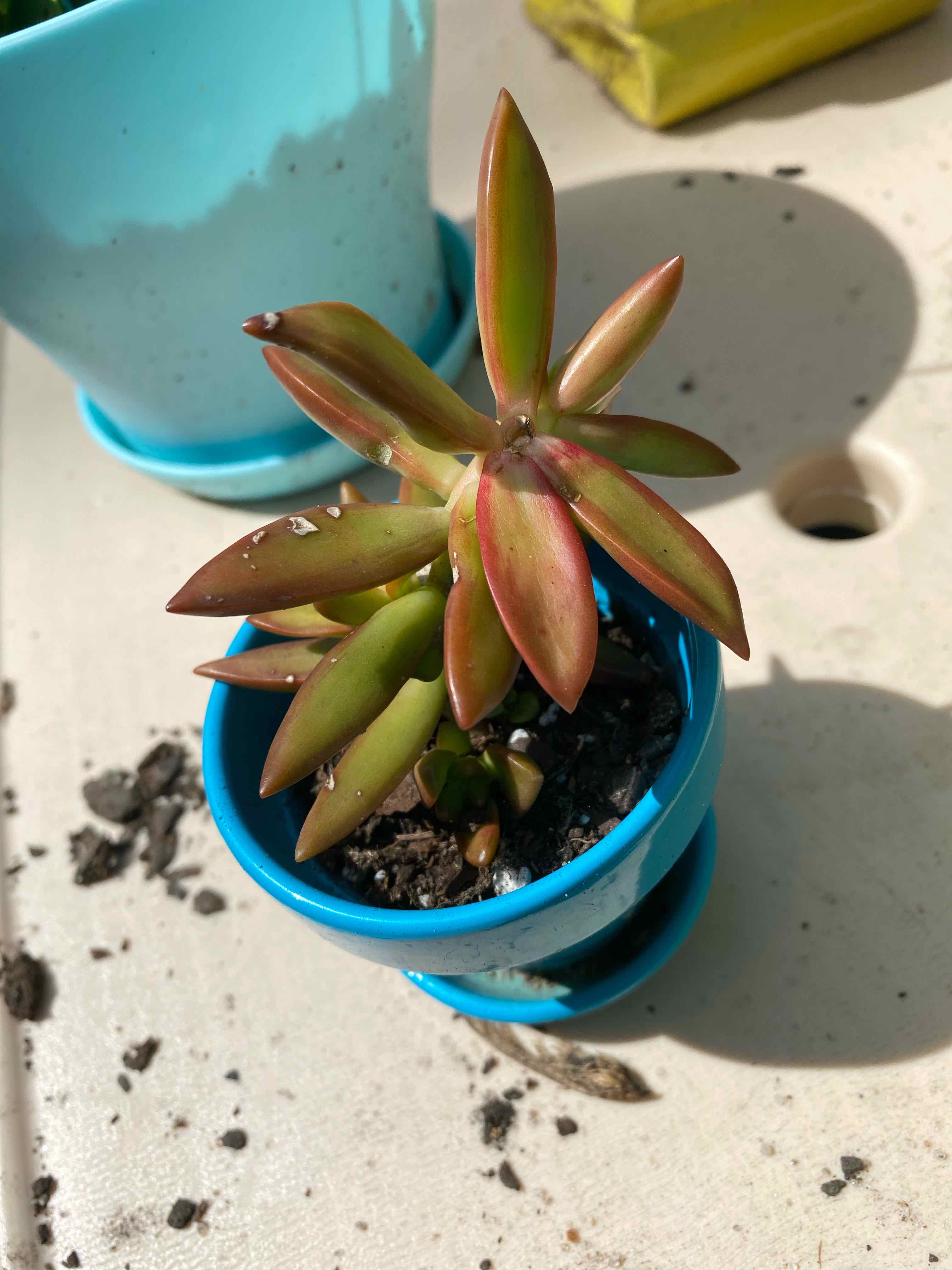 Succulent plant in a blue pot with green and reddish leaves. Soil is visible.