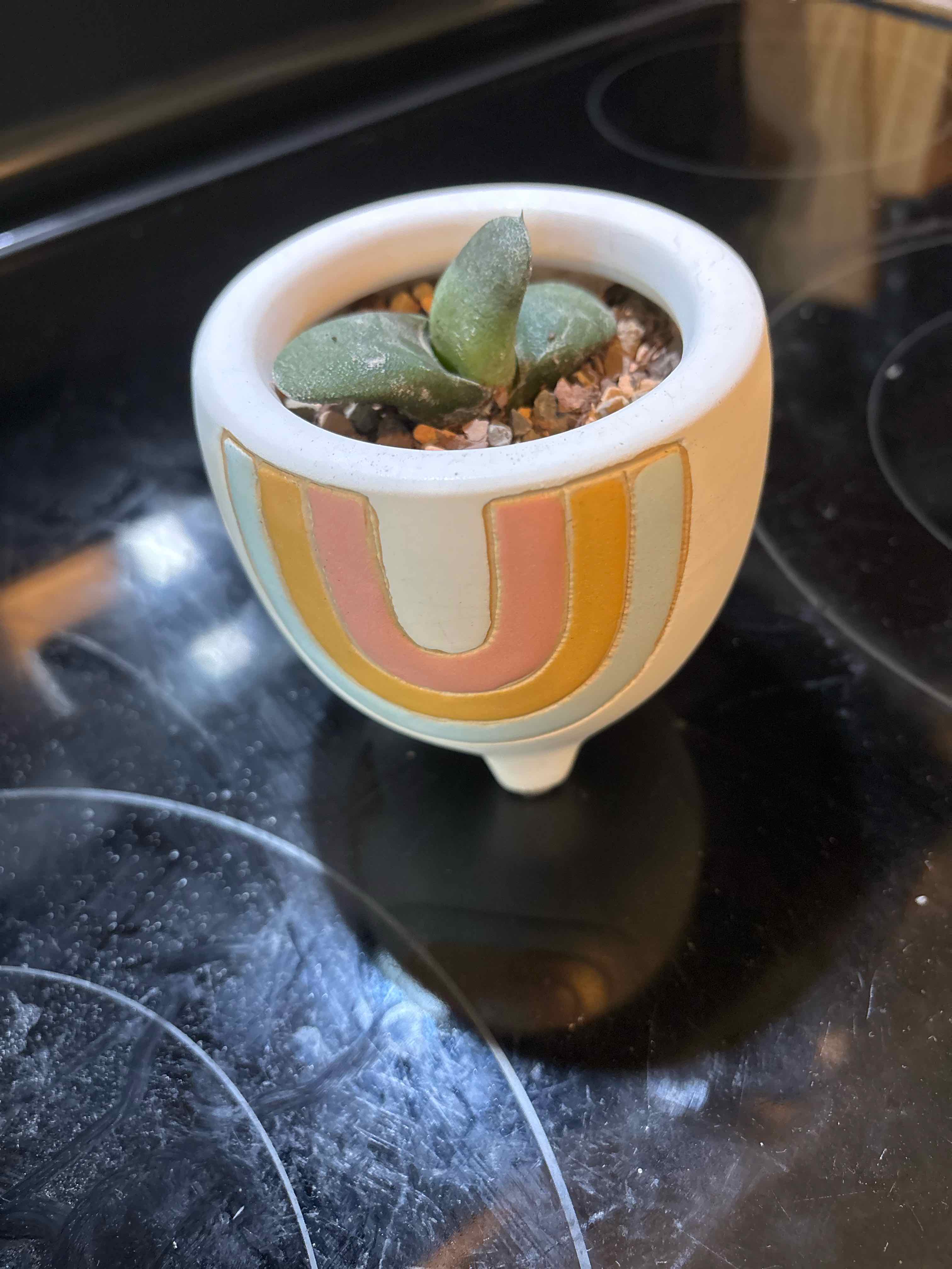 Photo of the plant species Kouga Gasteria by @theplantymammy named Ox Tongue on Greg, the plant care app
