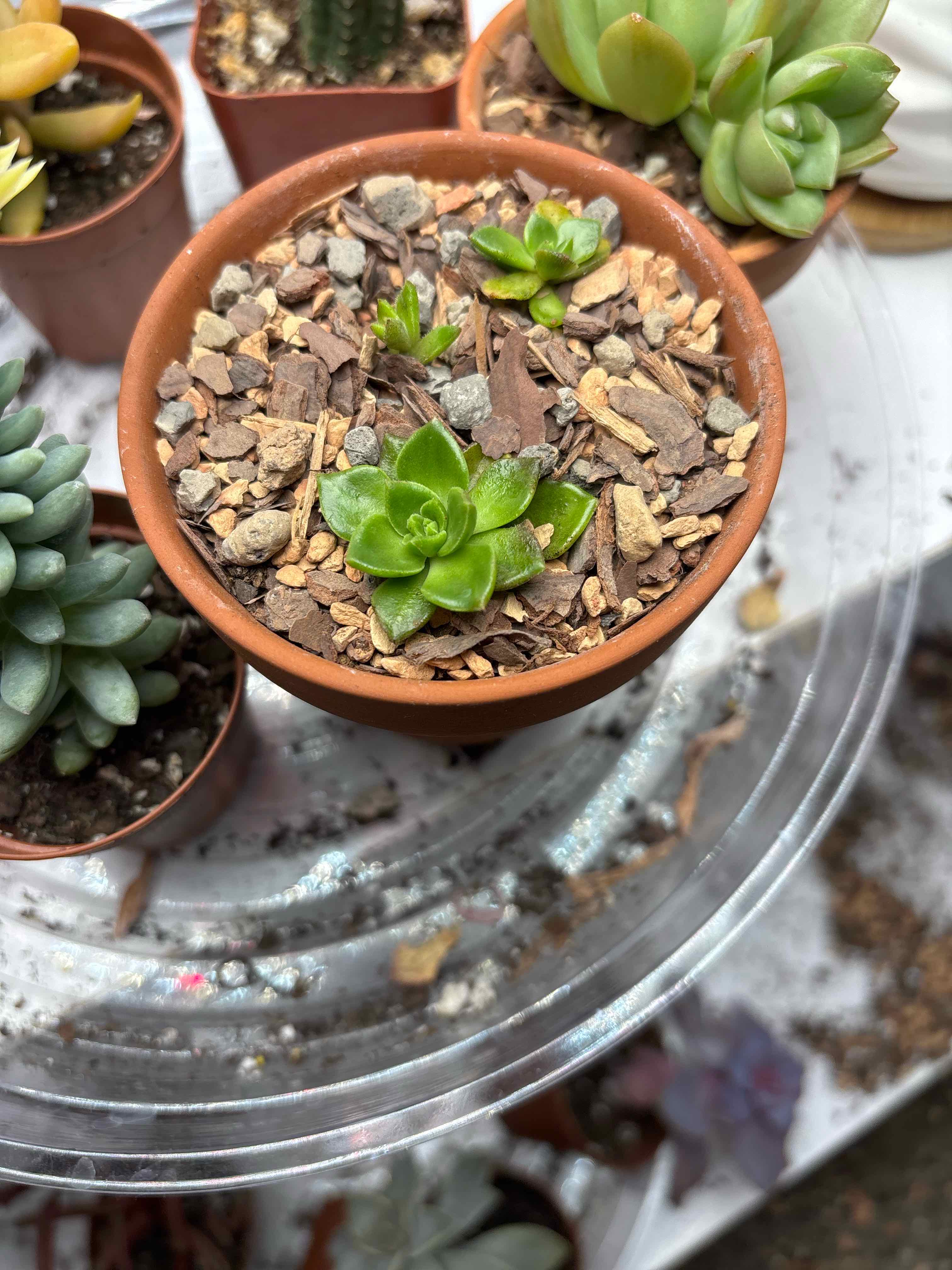 Photo of the plant species Echeveria 'Grey Red' by @theplantymammy named Elegans on Greg, the plant care app