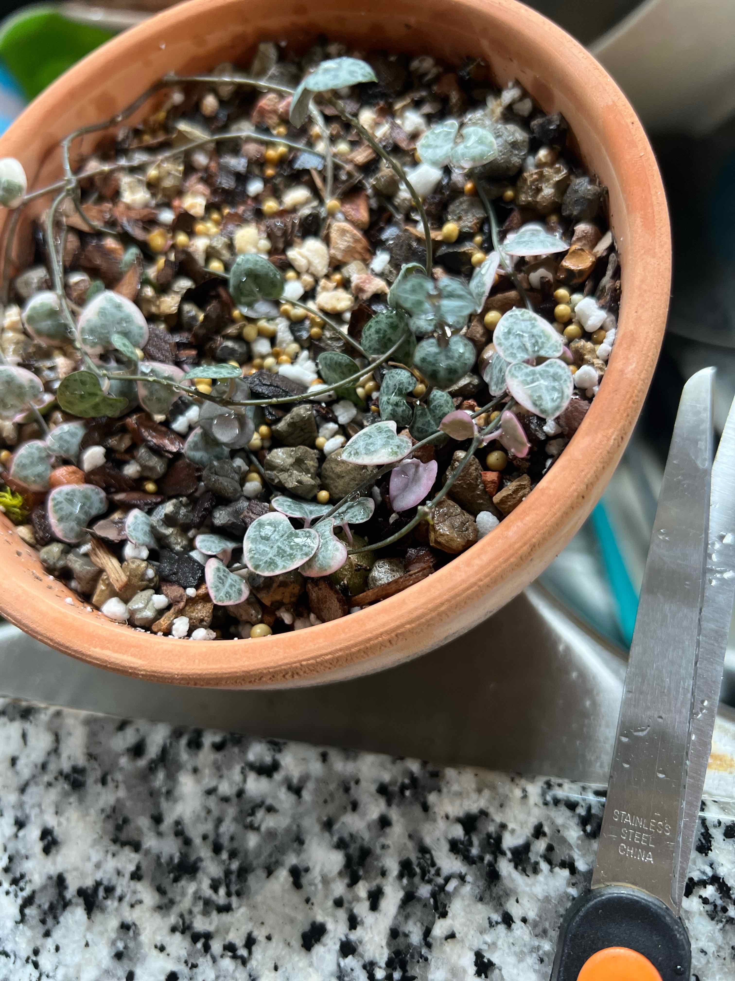 Variegated string of hearts plant in a terracotta pot with visible soil and healthy leaves.