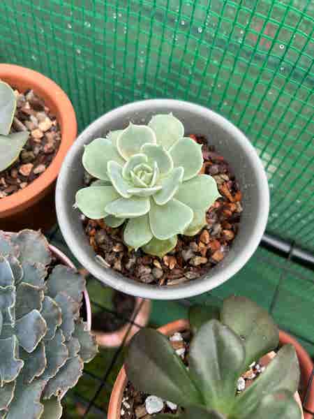 Photo of the plant species Echeveria by Mooreplantspls named Curie on Greg, the plant care app