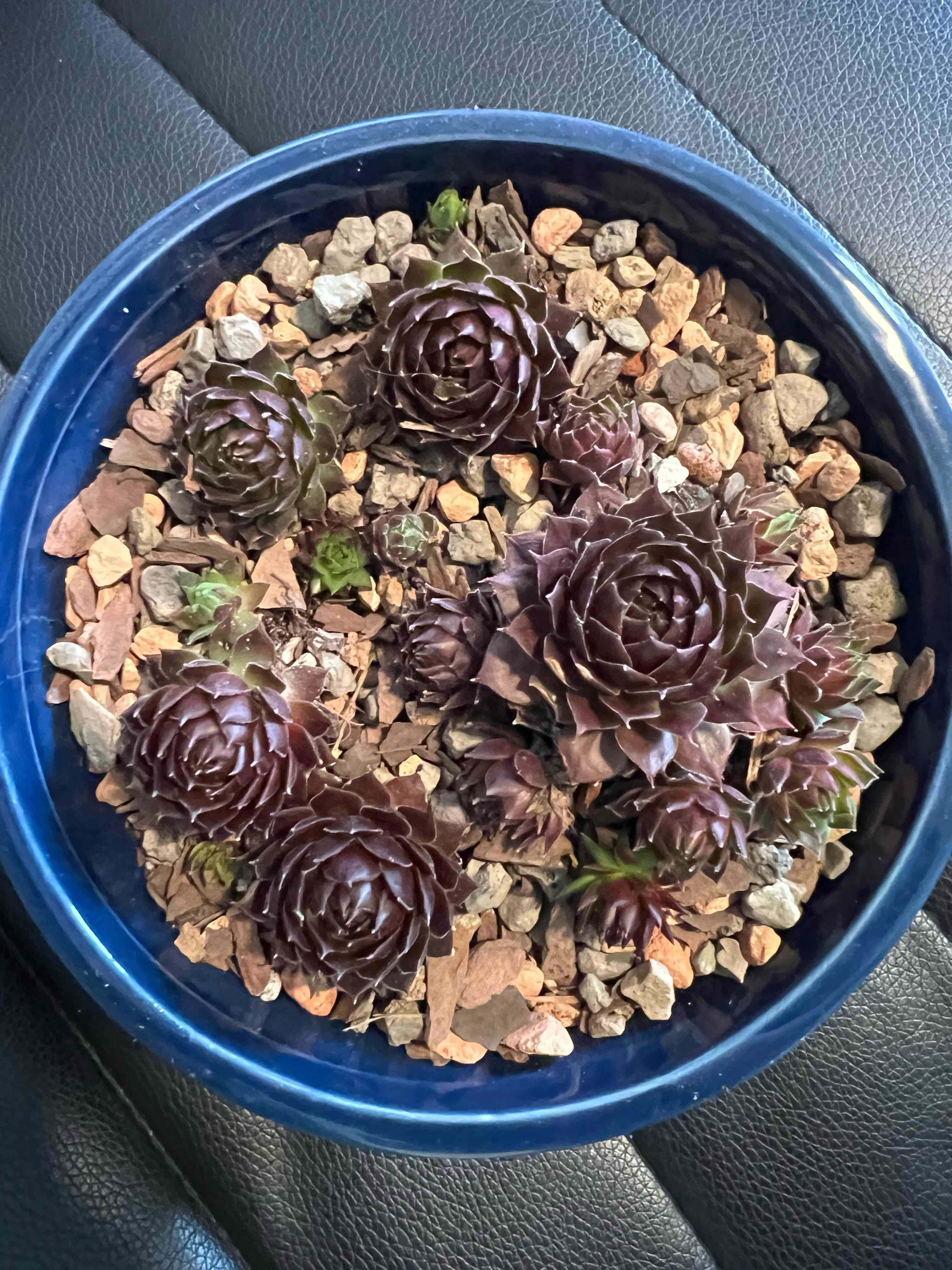 Photo of the plant species Dark Point by @theplantymammy named Dark Point on Greg, the plant care app