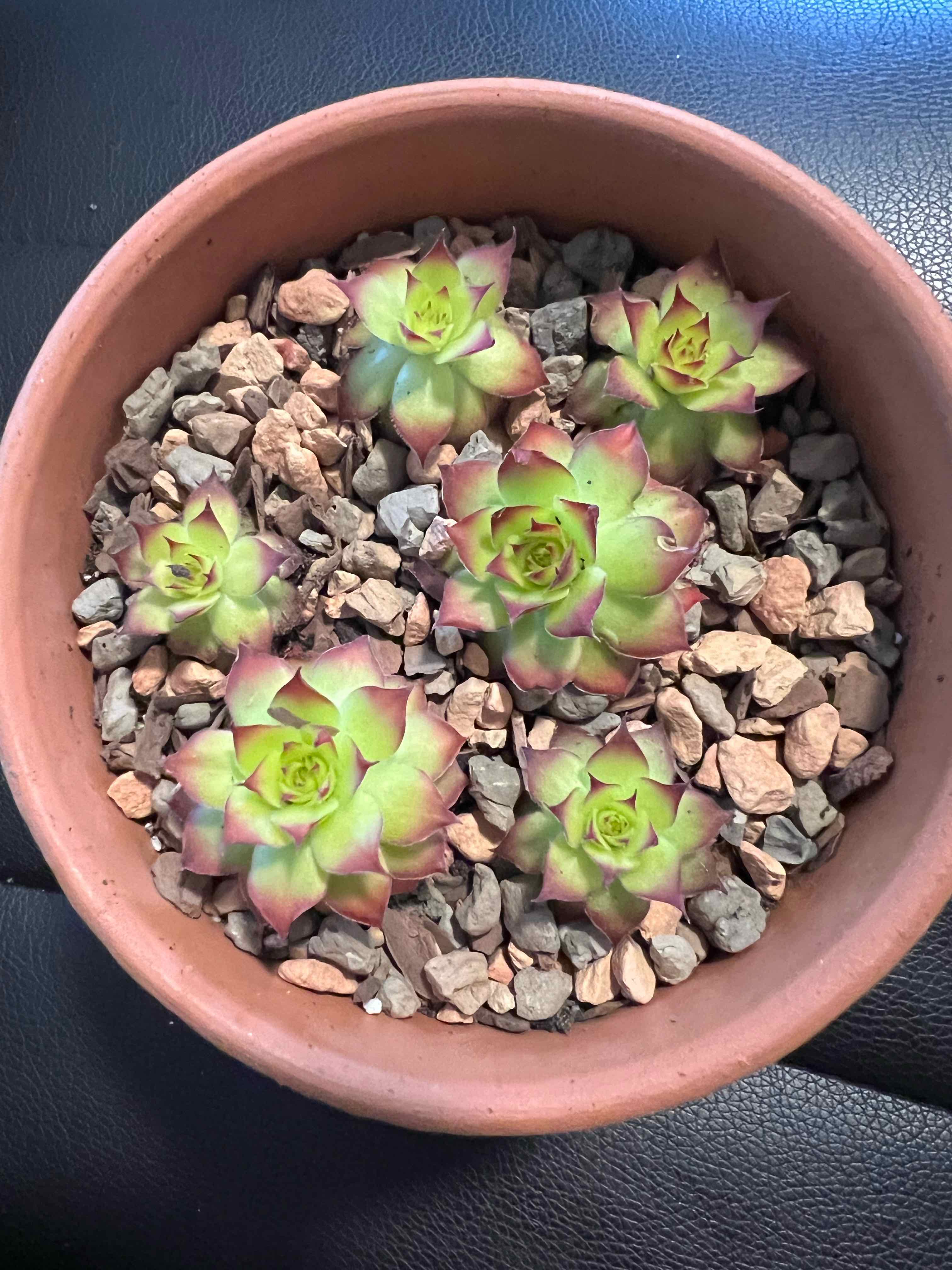 Photo of the plant species Gold Nugget Hens and Chicks by @theplantymammy named Gold Nugget on Greg, the plant care app