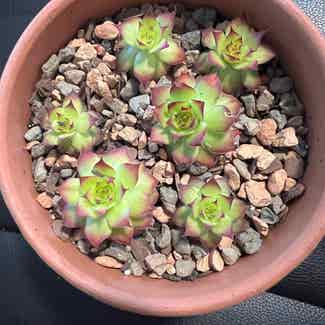 Gold Nugget Hens and Chicks plant in Virginia Beach, Virginia