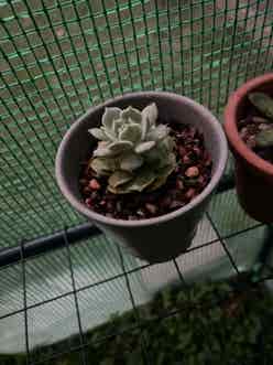 Echeveria Lola plant