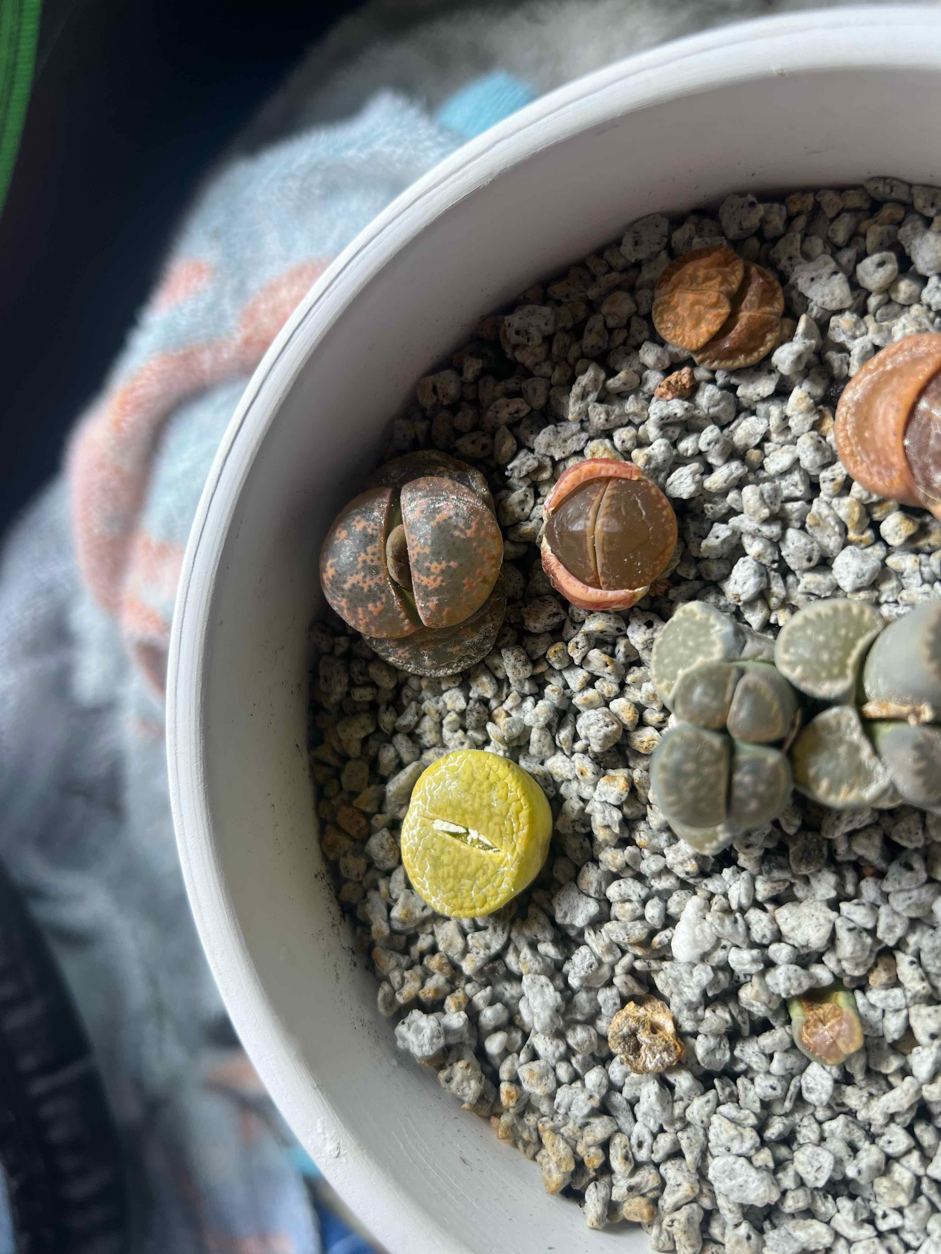 Photo of the plant species Lithops bromfieldii by @theplantymammy named Fernie Mercury on Greg, the plant care app