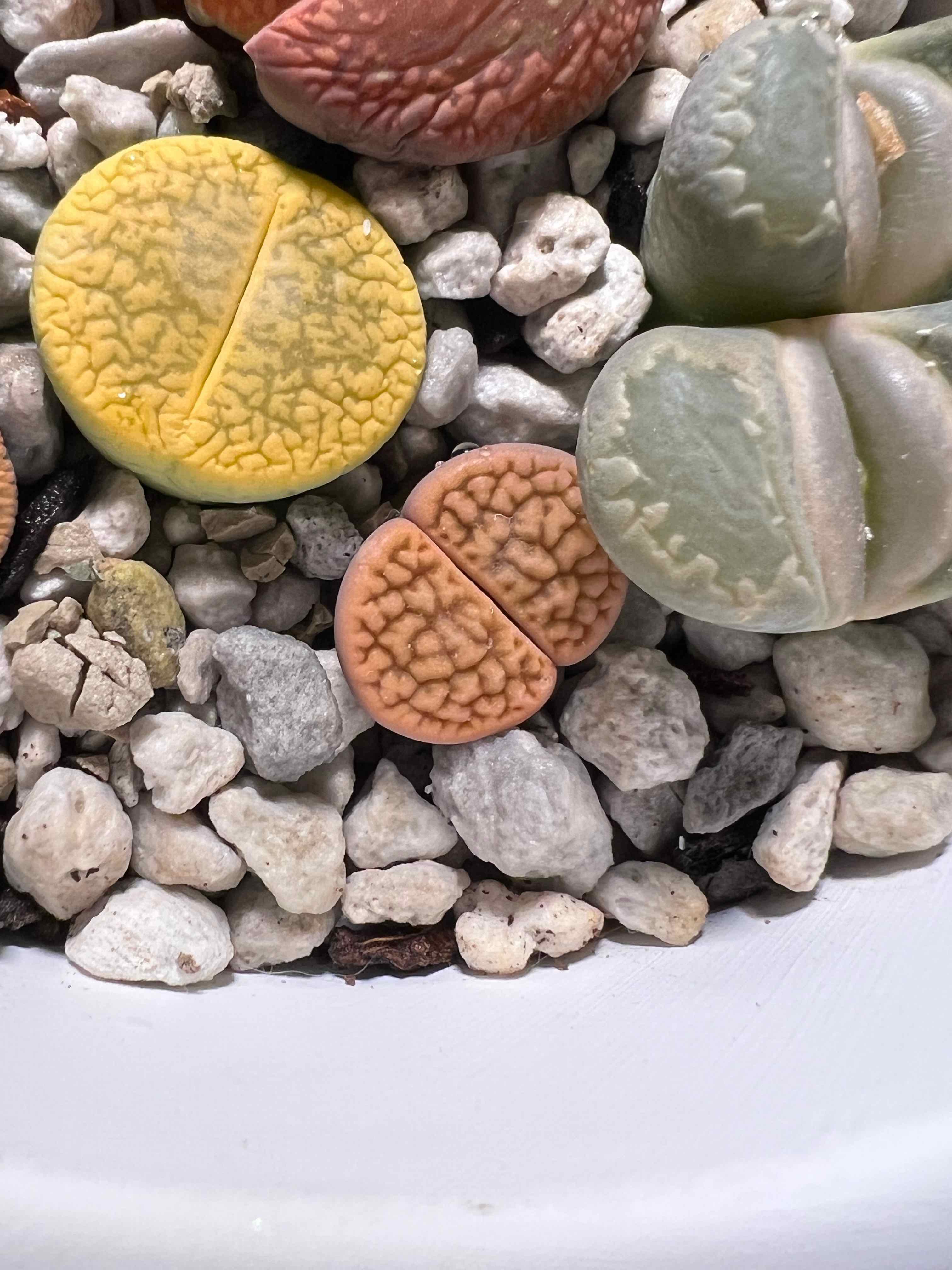 Photo of the plant species Lithops bromfieldii by @theplantymammy named Elle on Greg, the plant care app