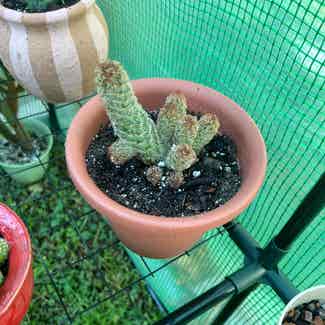 Lady Finger Cactus plant in Virginia Beach, Virginia