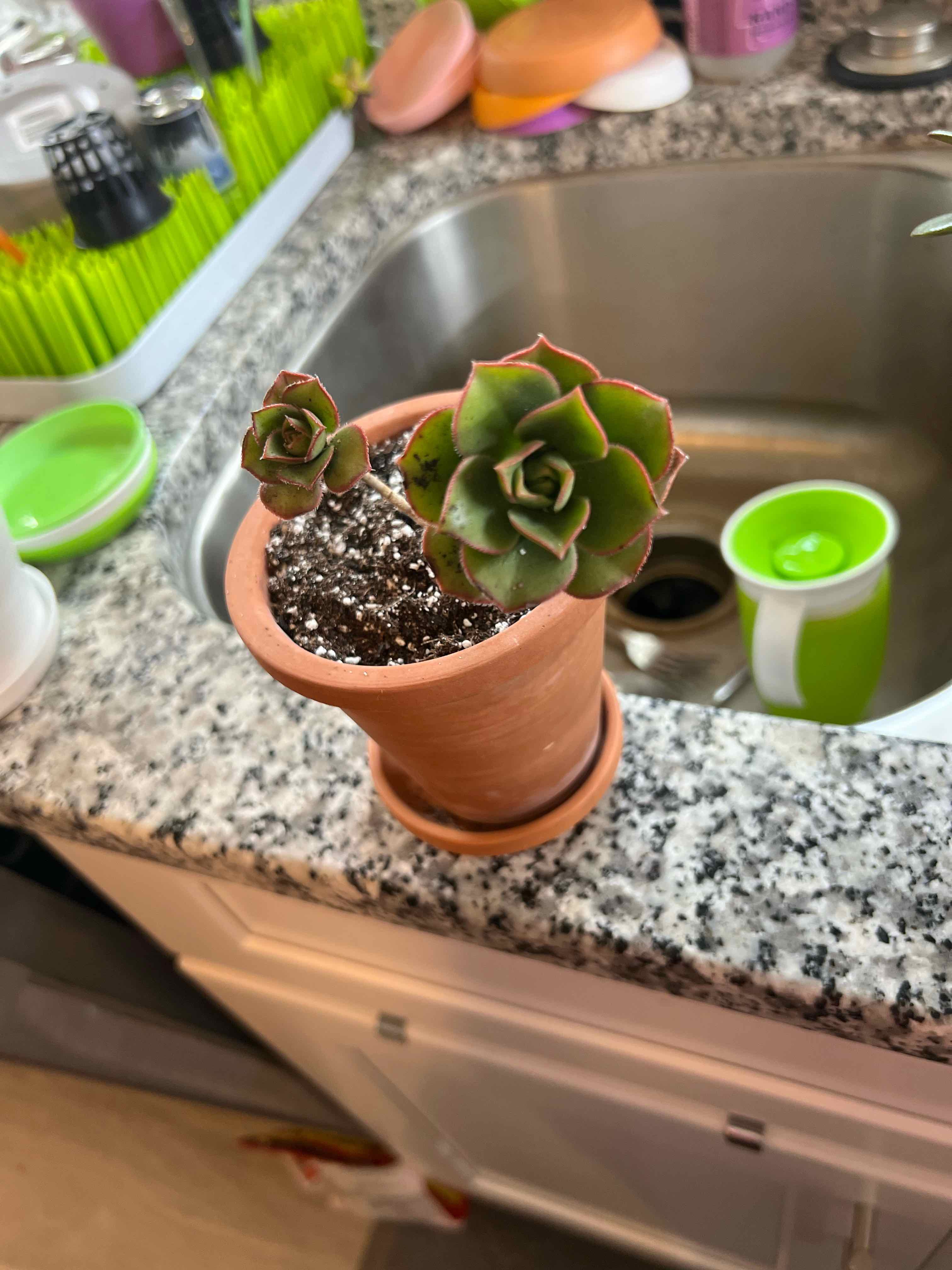 Potted Aeonium 'Kiwi' plant on a kitchen counter, healthy and well-framed.