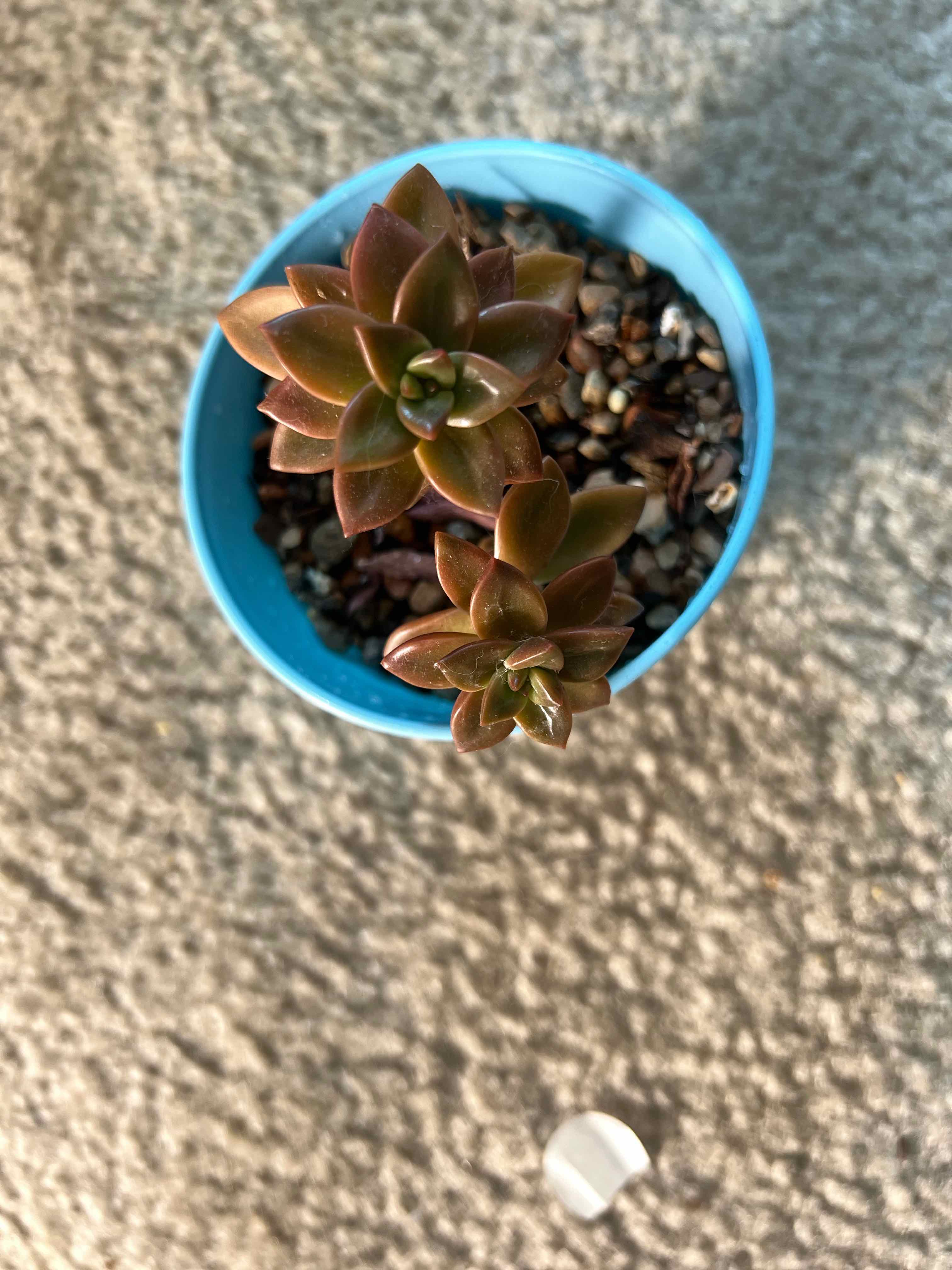 Sedeveria 'Sorrento™' plant in a blue pot with visible soil, well-framed and in focus.