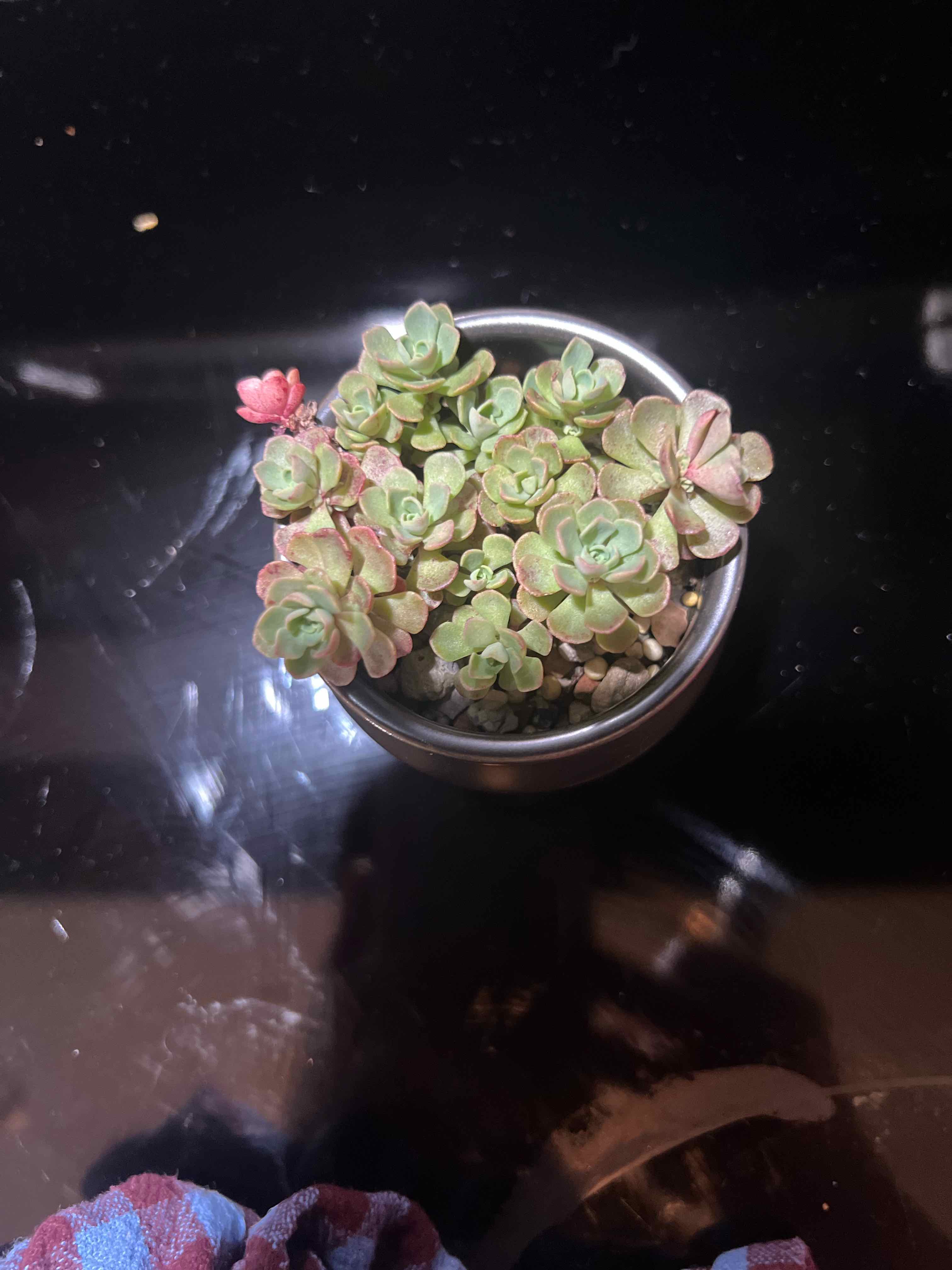 Photo of the plant species Nevius' Stonecrop by @theplantymammy named Nevii on Greg, the plant care app