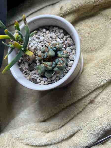 Photo of the plant species Conophytum flavum by @theplantymammy named Flavum on Greg, the plant care app