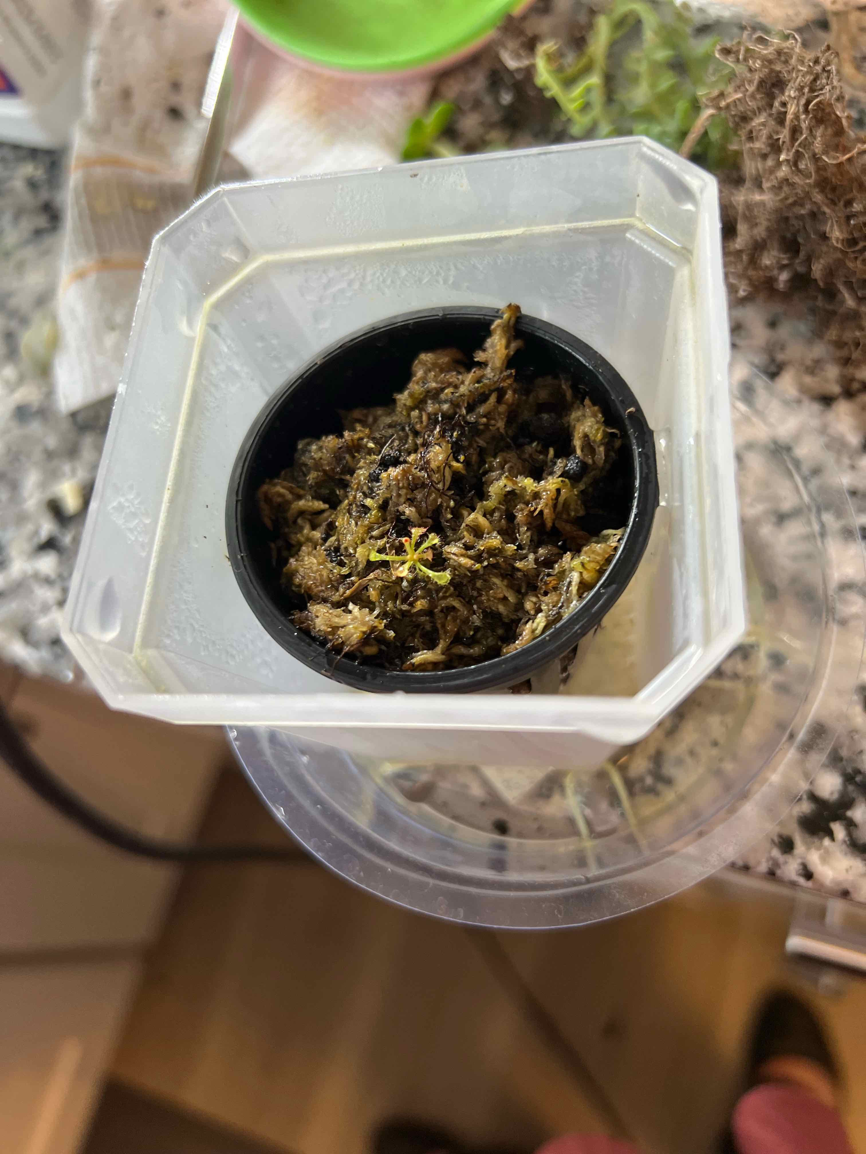 Cape Sundew plant in a container with visible green shoots, surrounded by clutter.