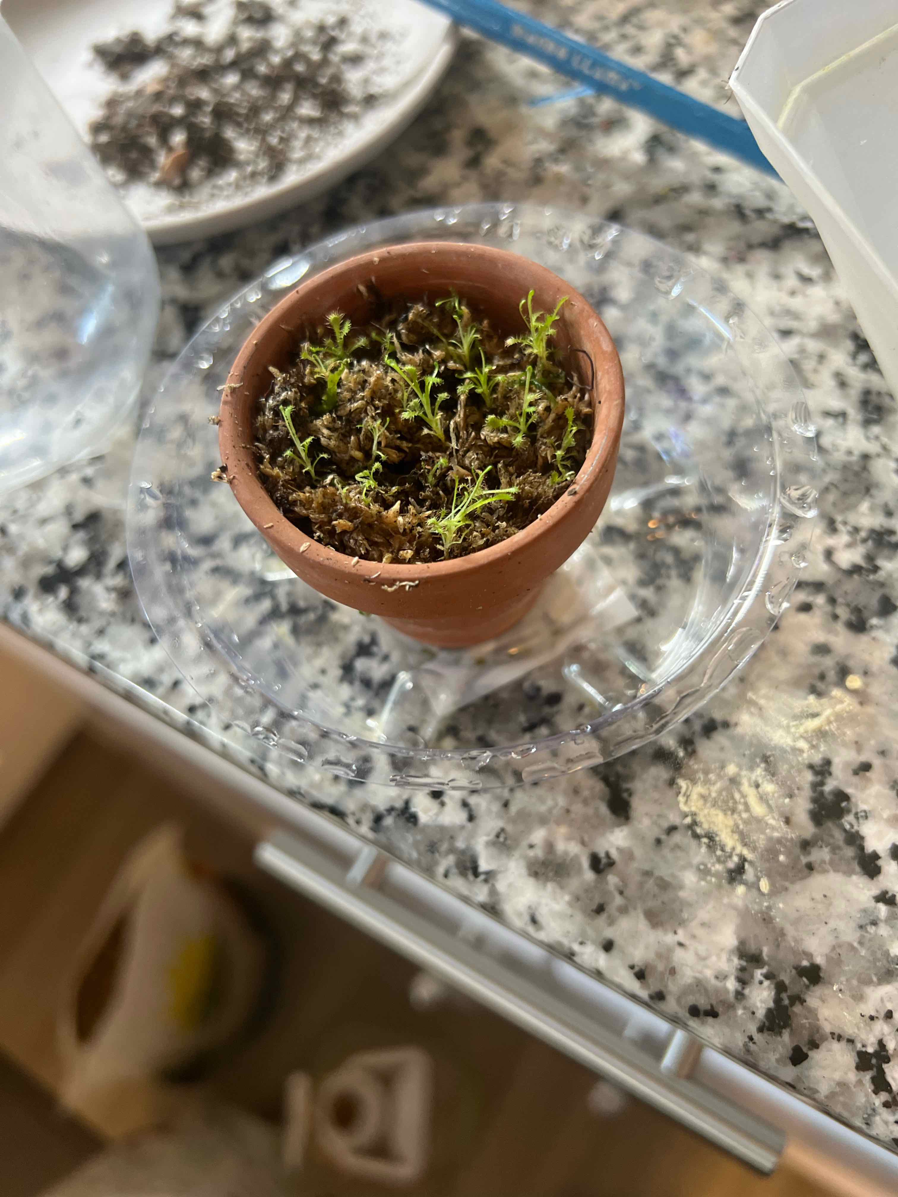 Small potted Spoon-Leaved Sundew plant in early growth stage with visible soil.