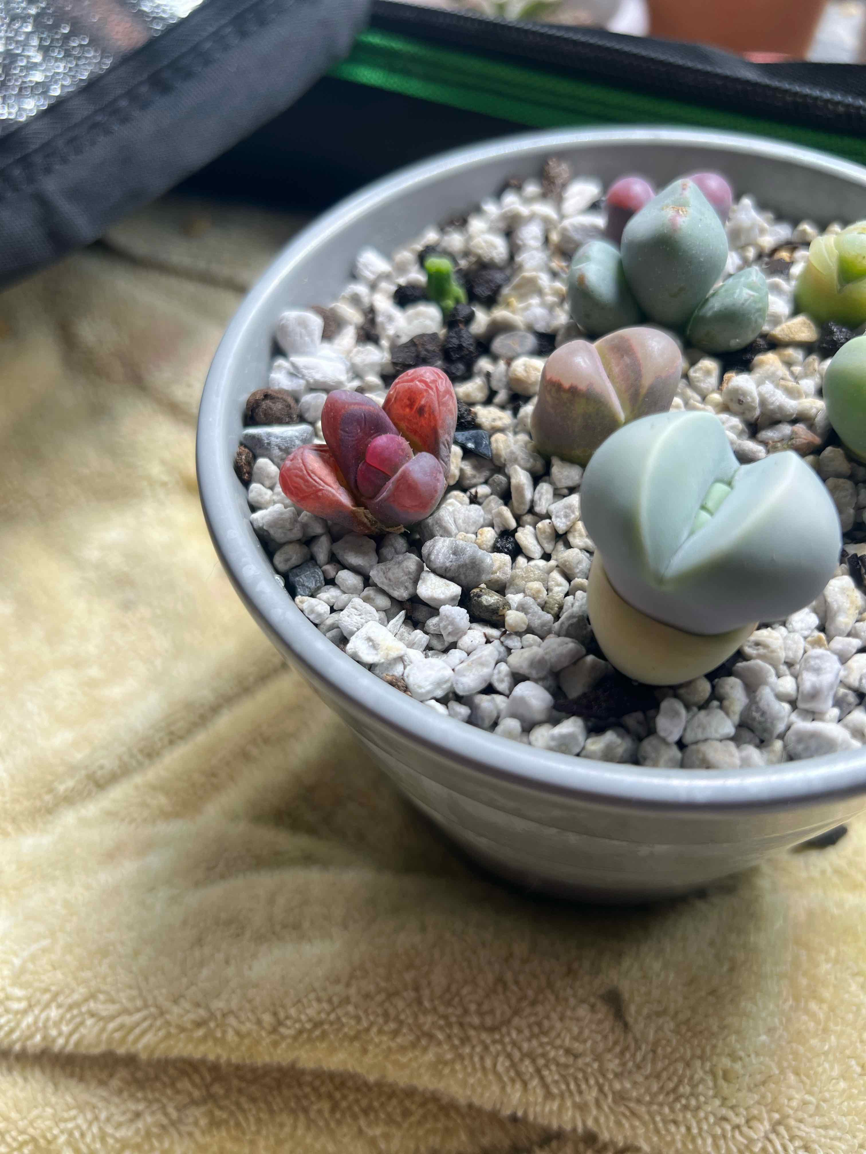 Potted Rubra Lithops with multiple healthy plants and visible soil.