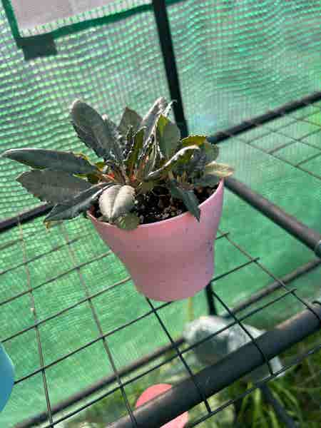 Photo of the plant species Dorstenia foetida subsp. foetida by @theplantymammy named Dorstenia on Greg, the plant care app
