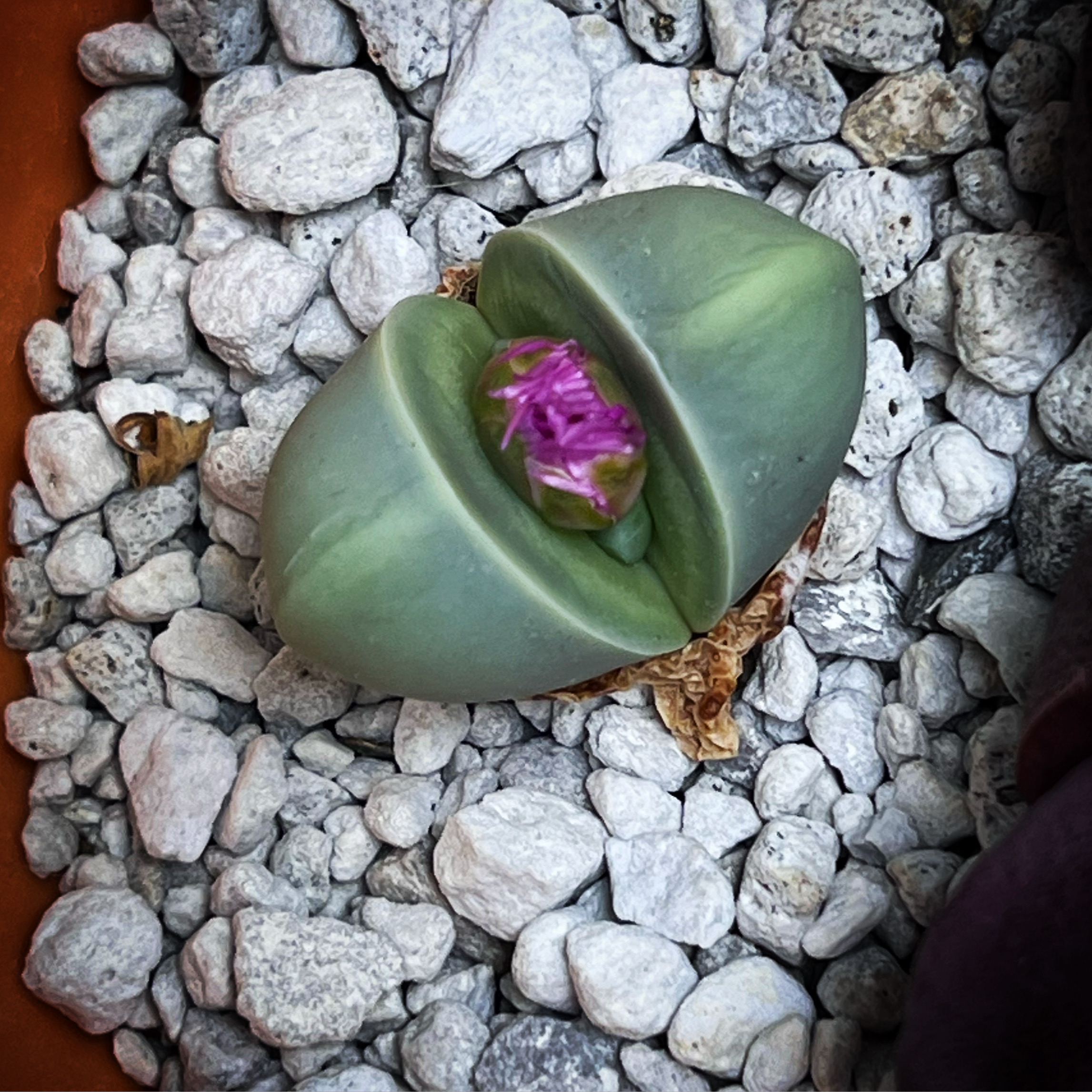 Split Rock plant (Pleiospilos nelii) with a purple flower, surrounded by white gravel.