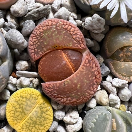 Photo of the plant species Living Stone by Mooreplantspls named Demi on Greg, the plant care app